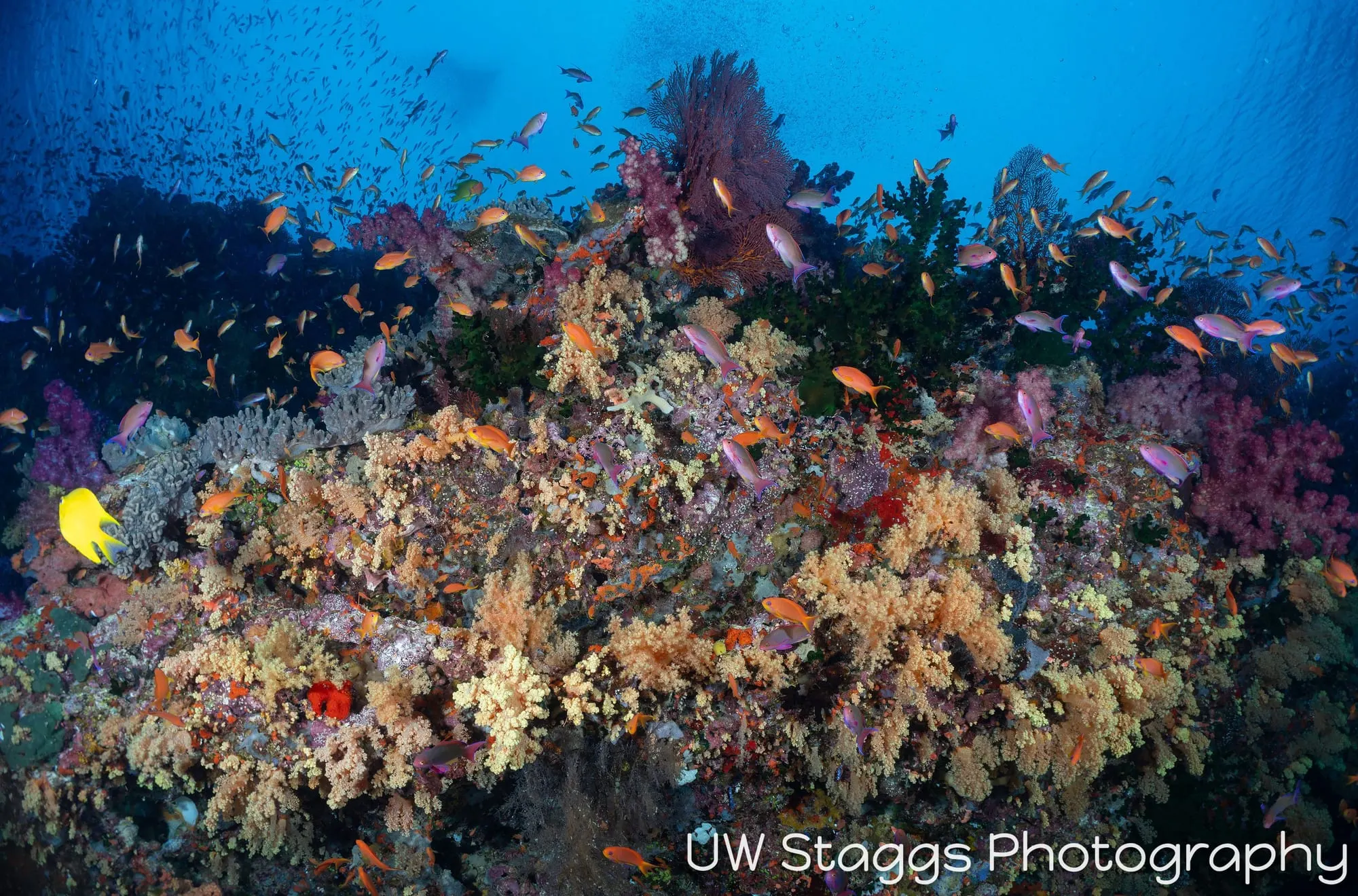 Coral Atoll — Bligh Waters, Fiji
