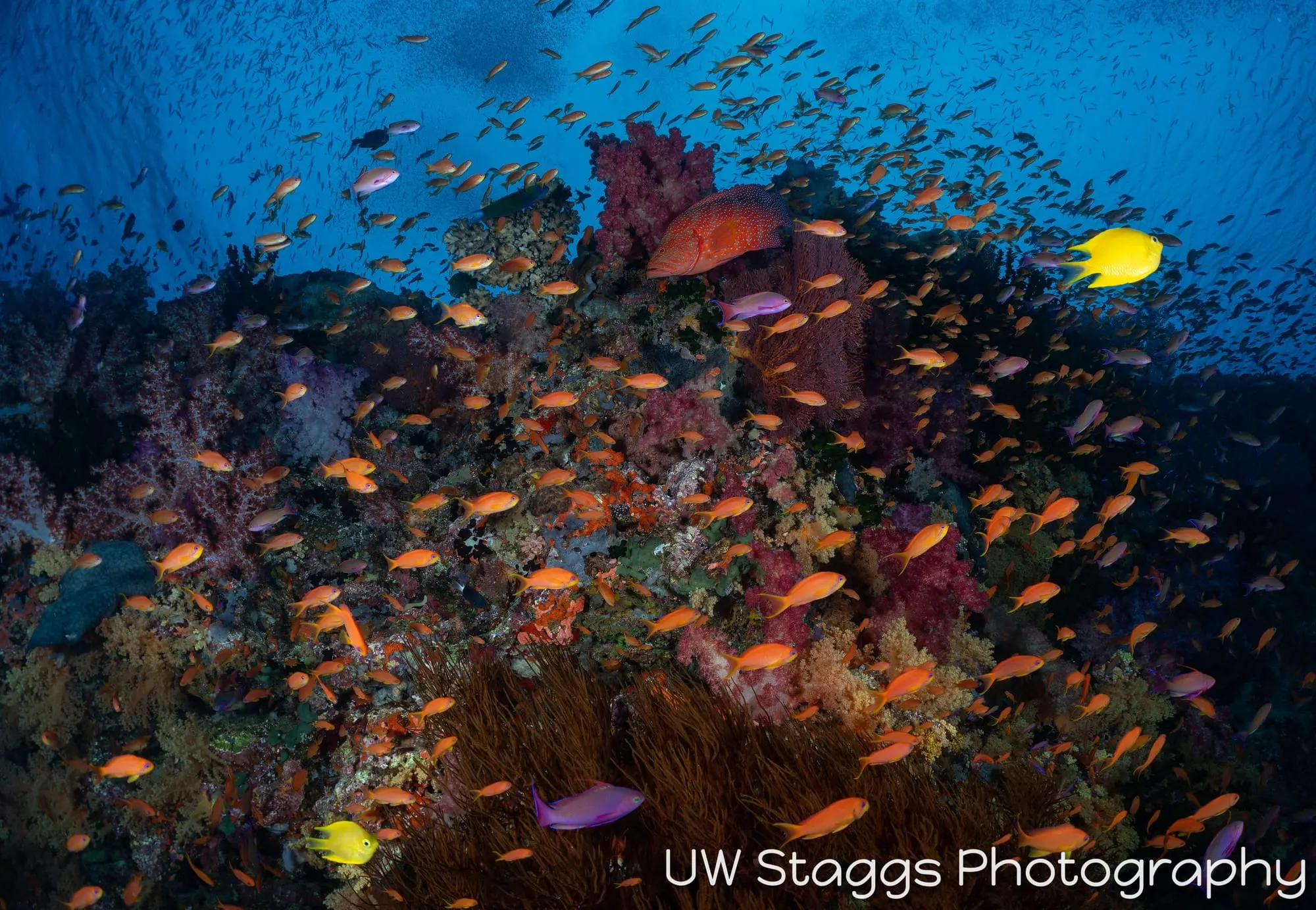 Coral Atoll — Bligh Waters, Fiji