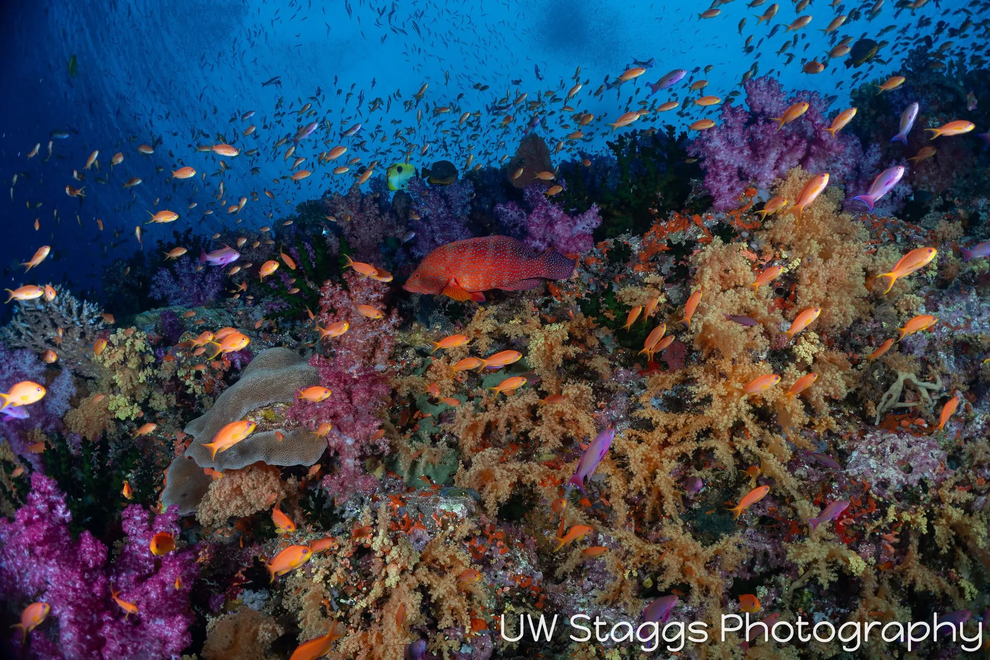 Coral Atoll — Bligh Waters, Fiji