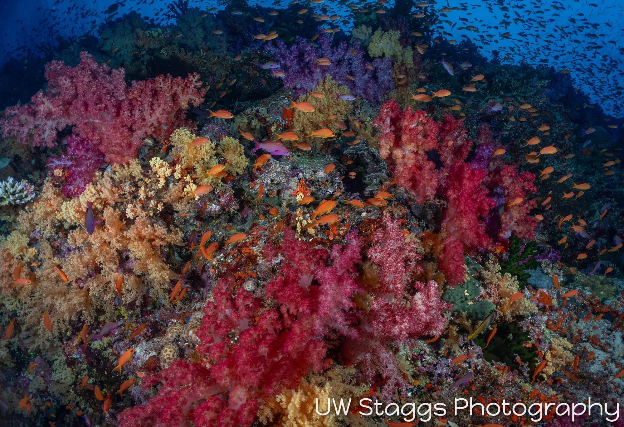 Coral Atoll — Bligh Waters, Fiji