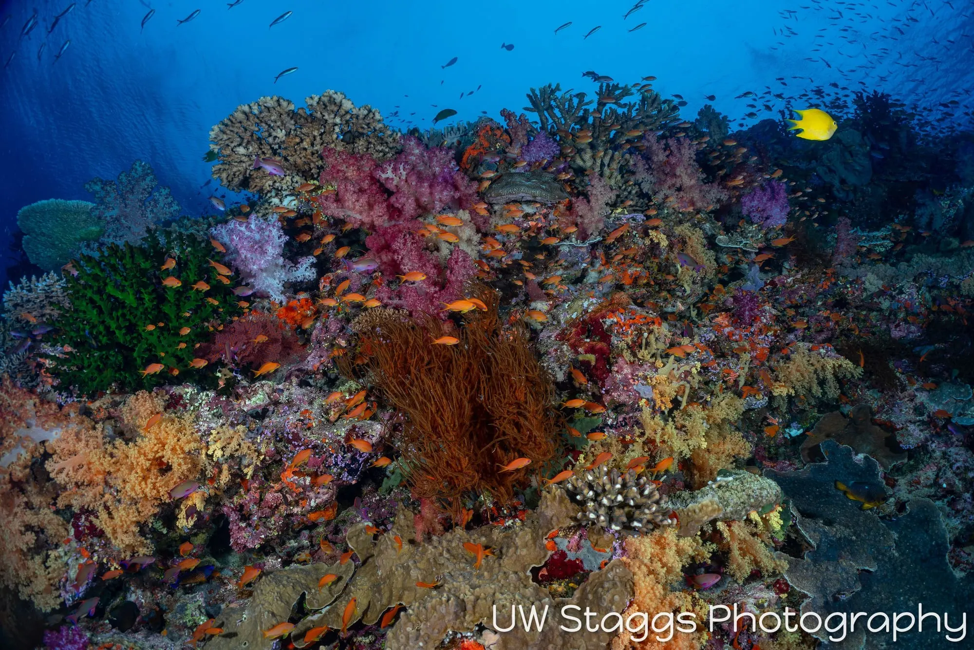 Coral Atoll — Bligh Waters, Fiji