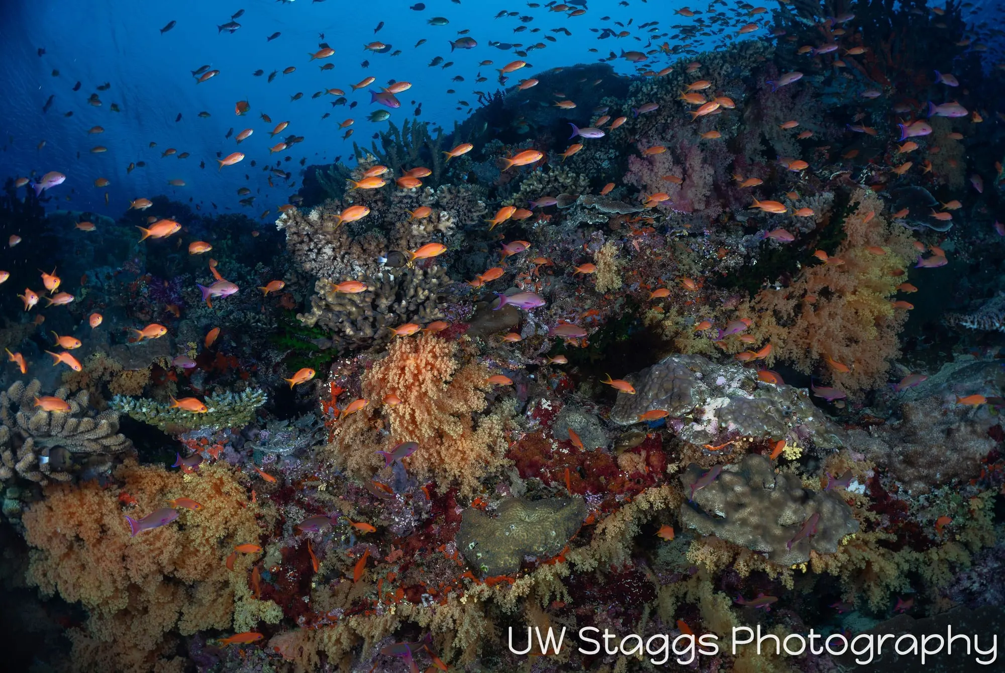 Coral Atoll — Bligh Waters, Fiji