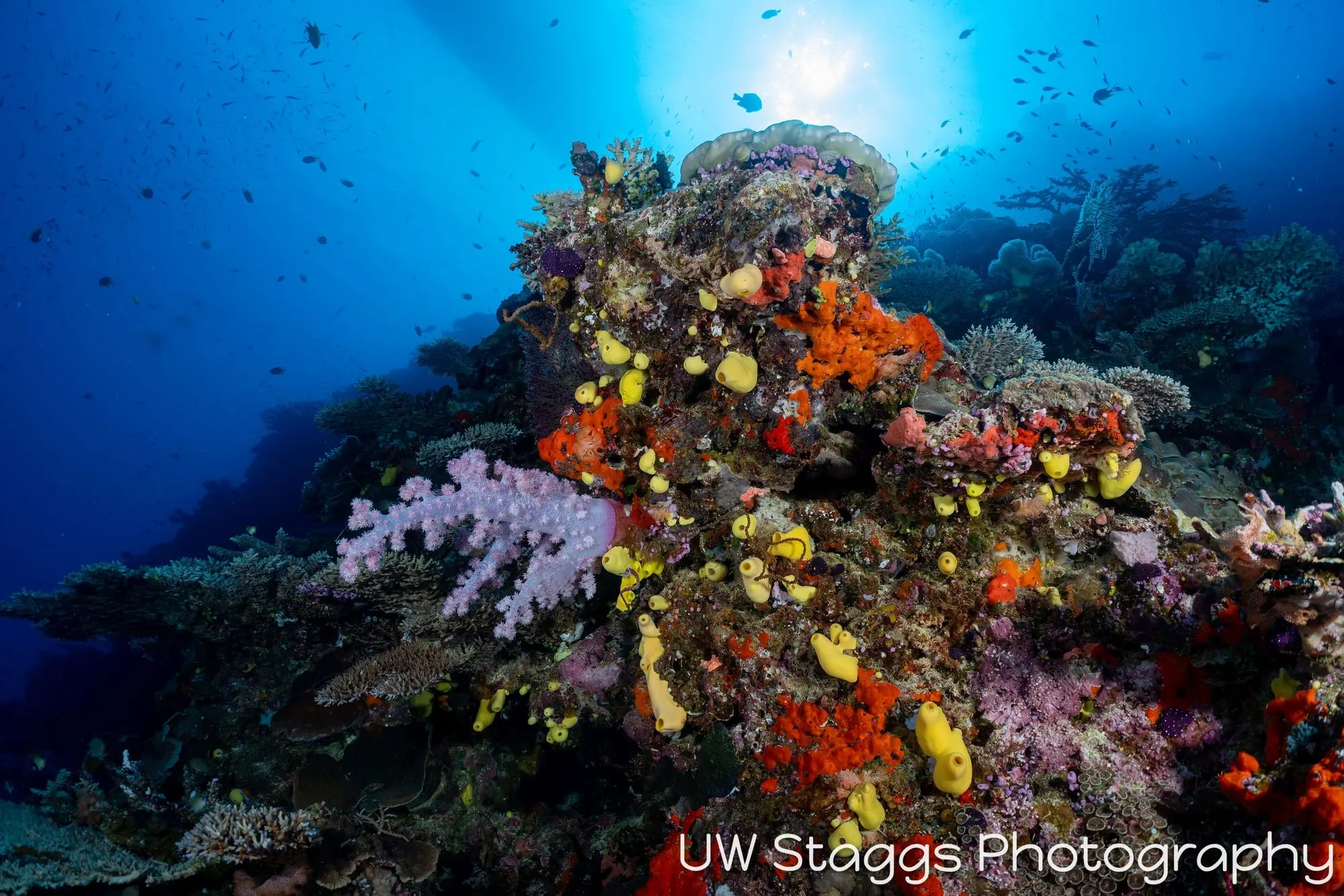 Coral Atoll — Bligh Waters, Fiji
