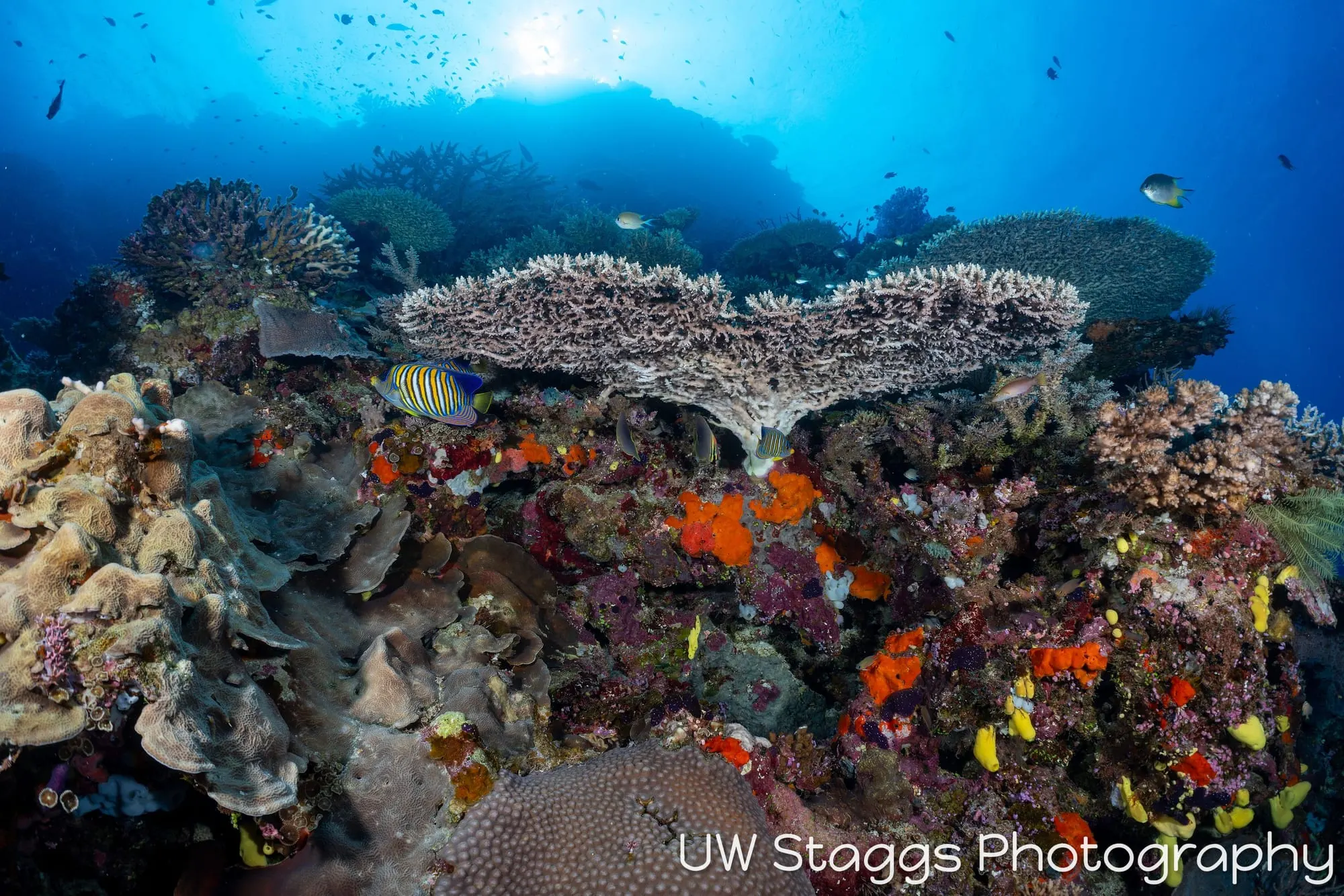 Coral Atoll — Bligh Waters, Fiji