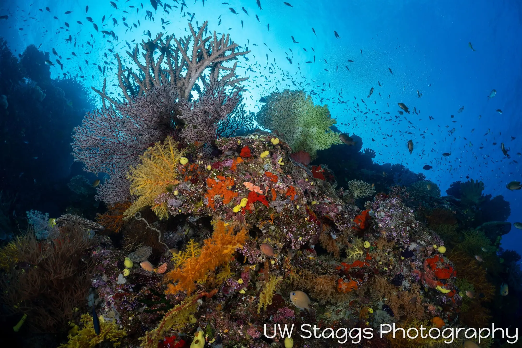 Coral Atoll — Bligh Waters, Fiji