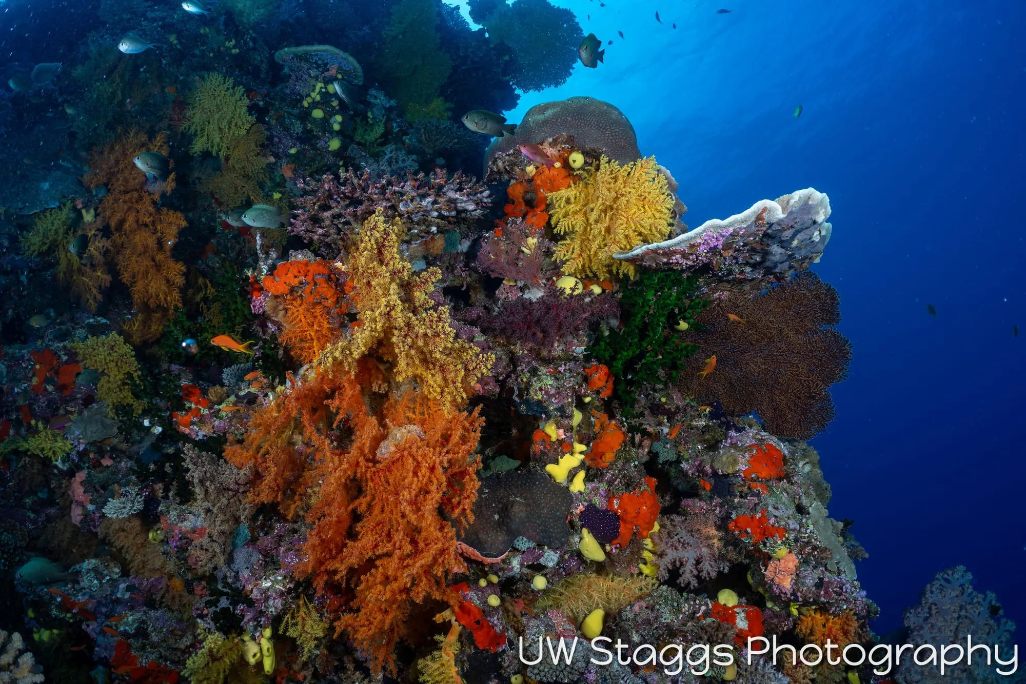 Coral Atoll — Bligh Waters, Fiji