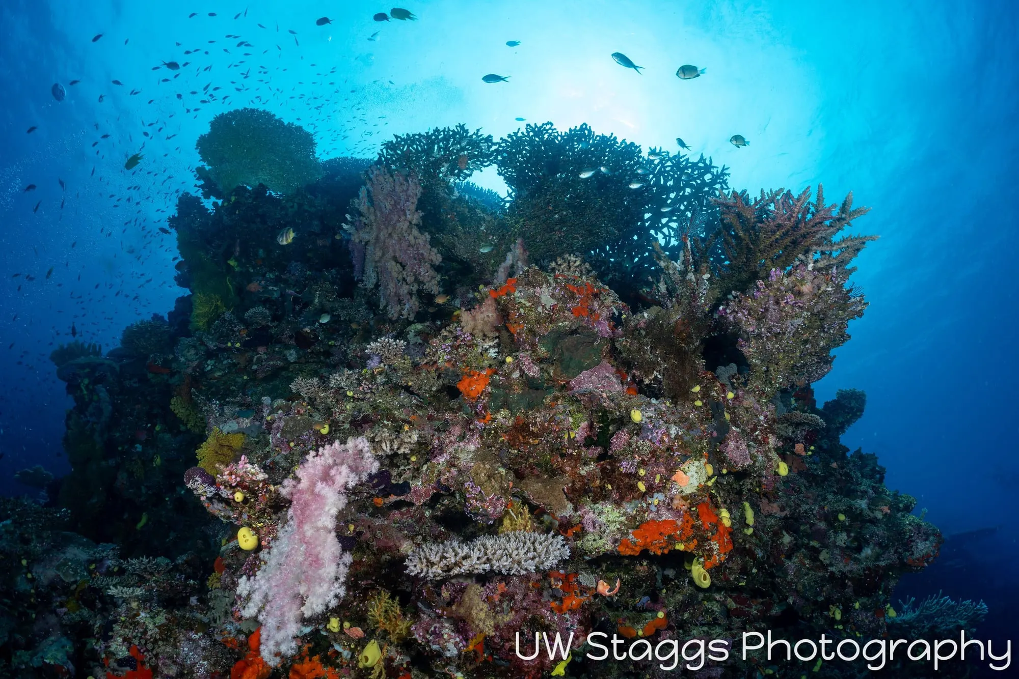 Coral Atoll — Bligh Waters, Fiji