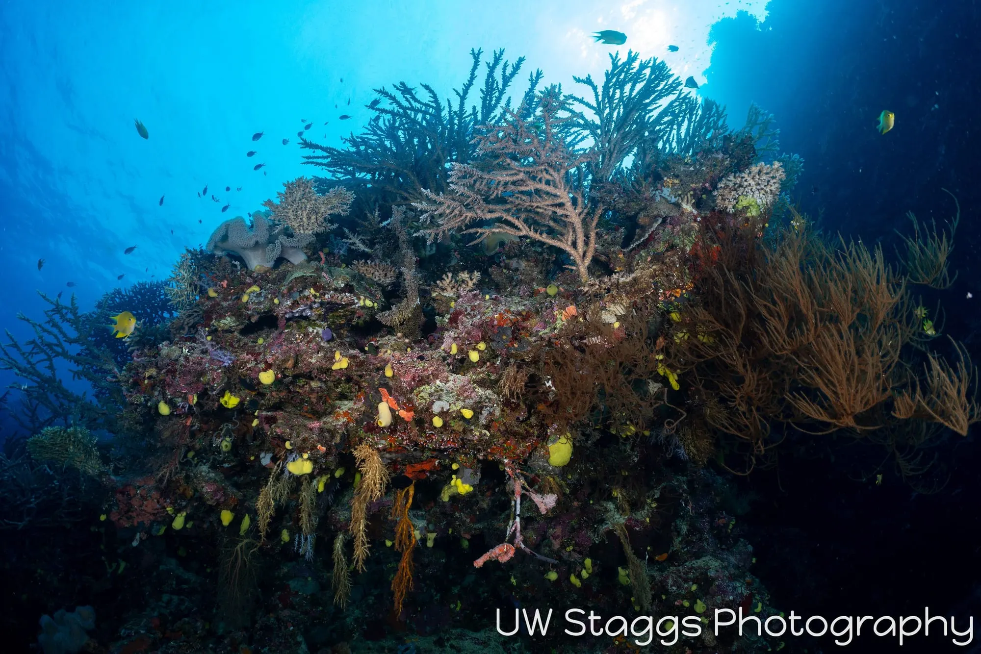 Coral Atoll — Bligh Waters, Fiji