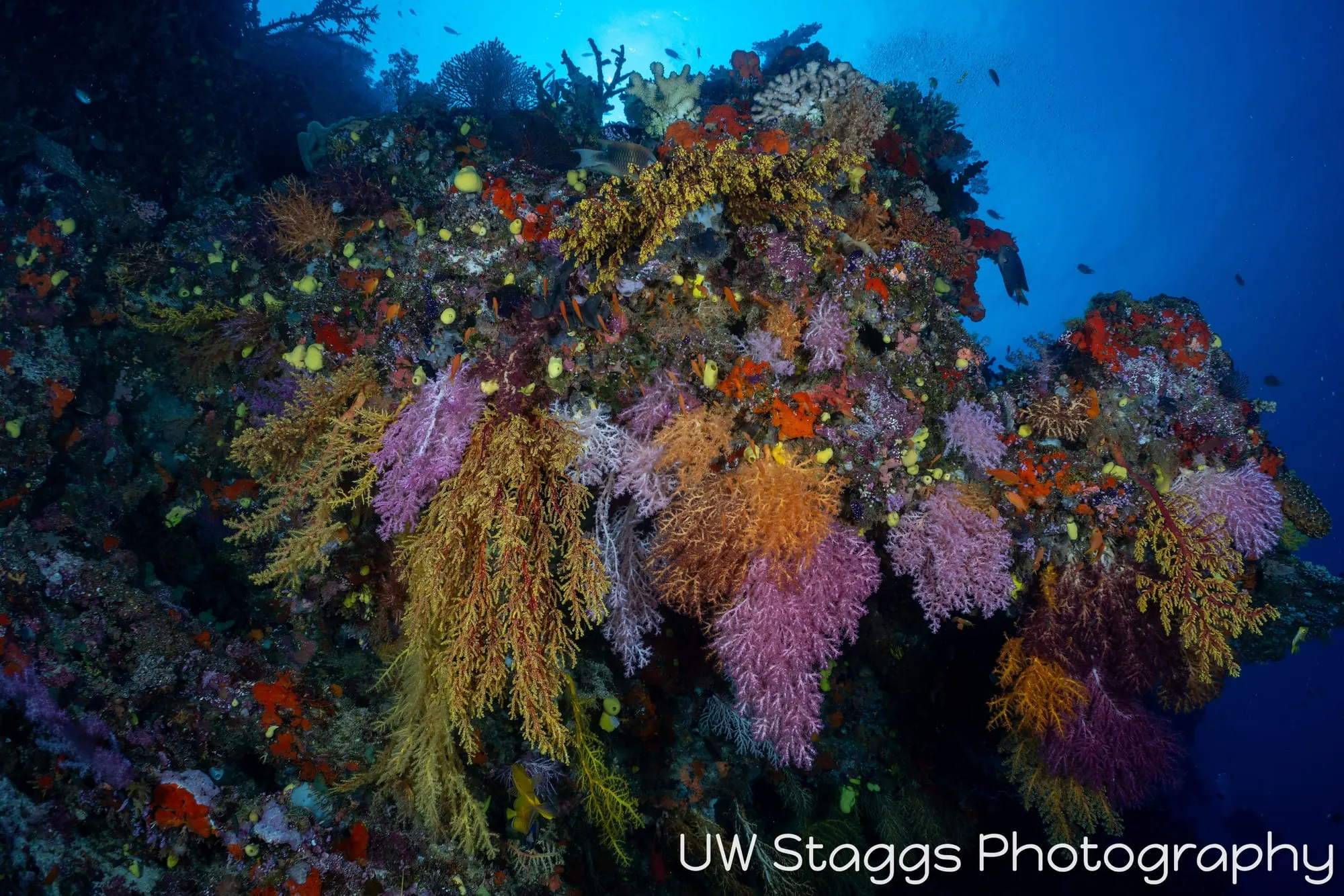 Coral Atoll — Bligh Waters, Fiji