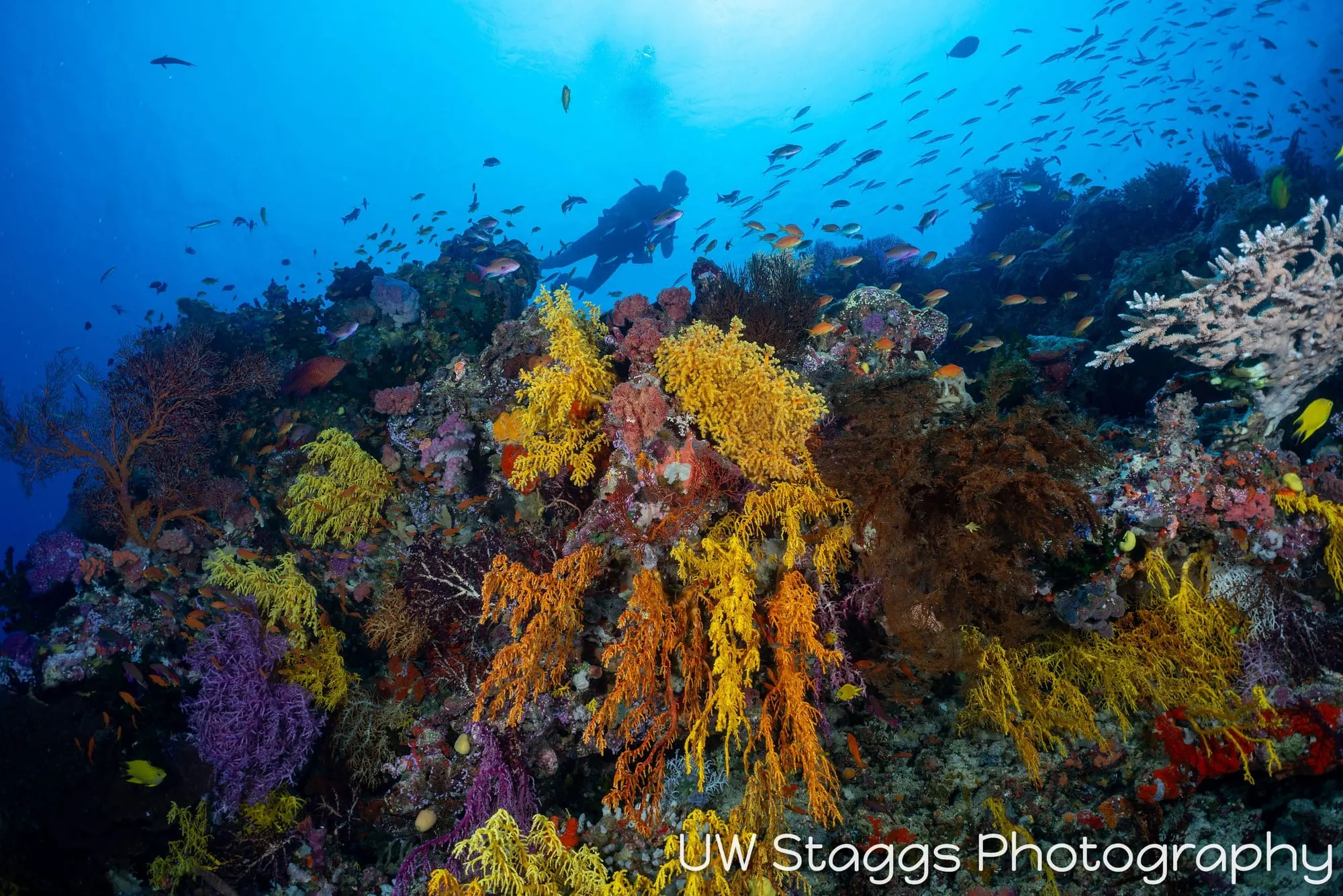 Coral Atoll — Bligh Waters, Fiji