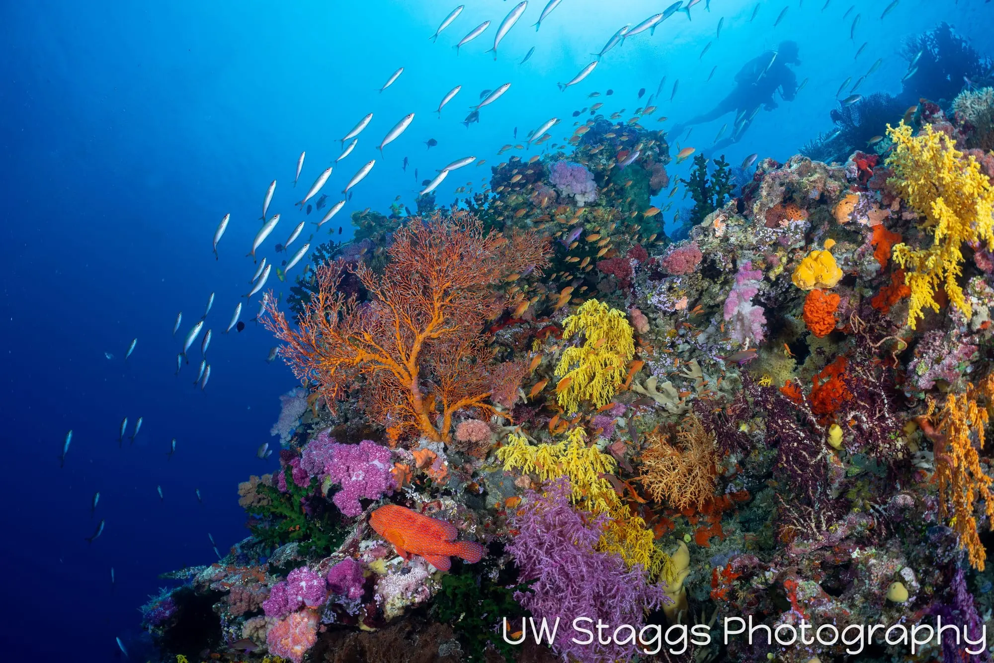 Coral Atoll — Bligh Waters, Fiji