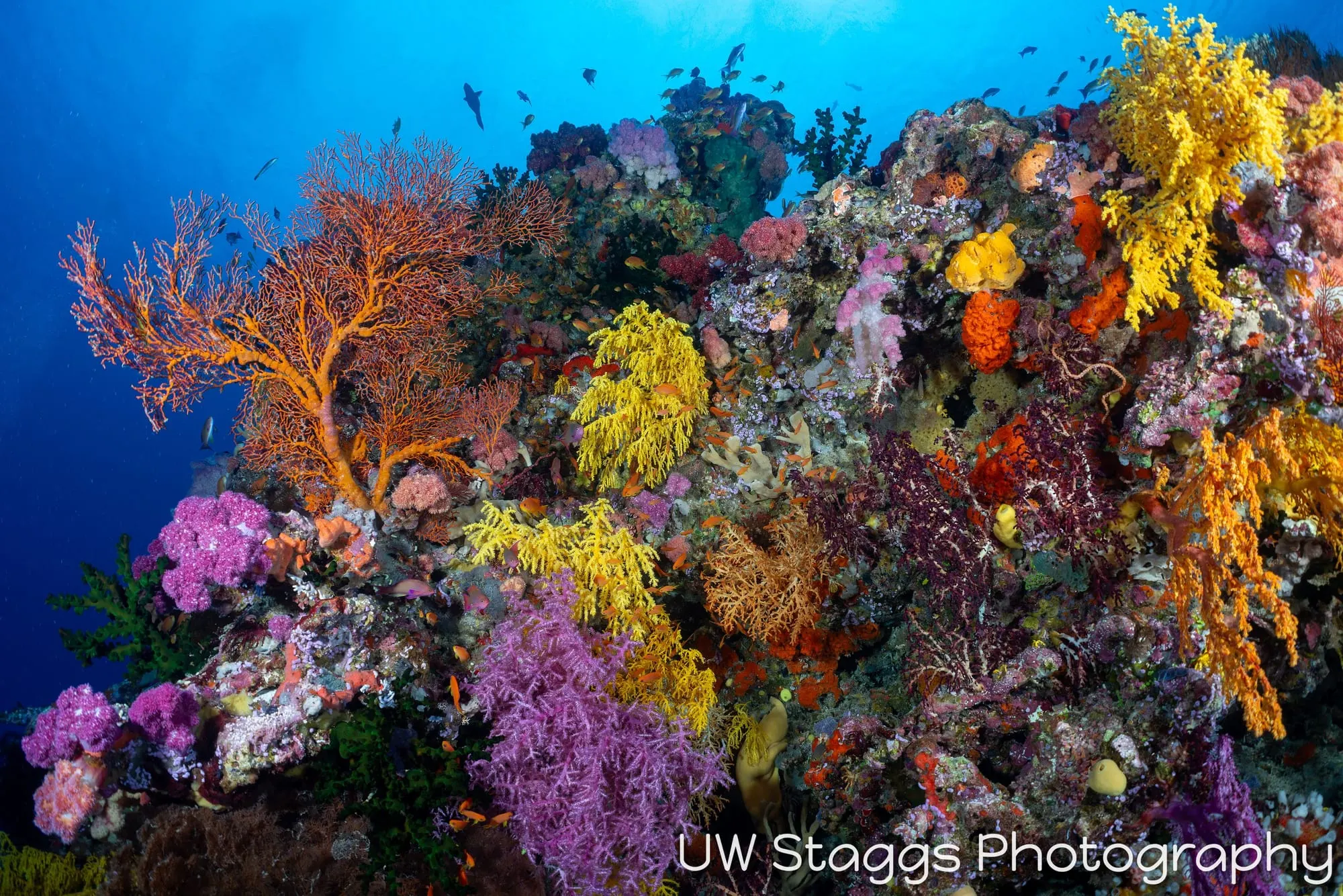 Coral Atoll — Bligh Waters, Fiji
