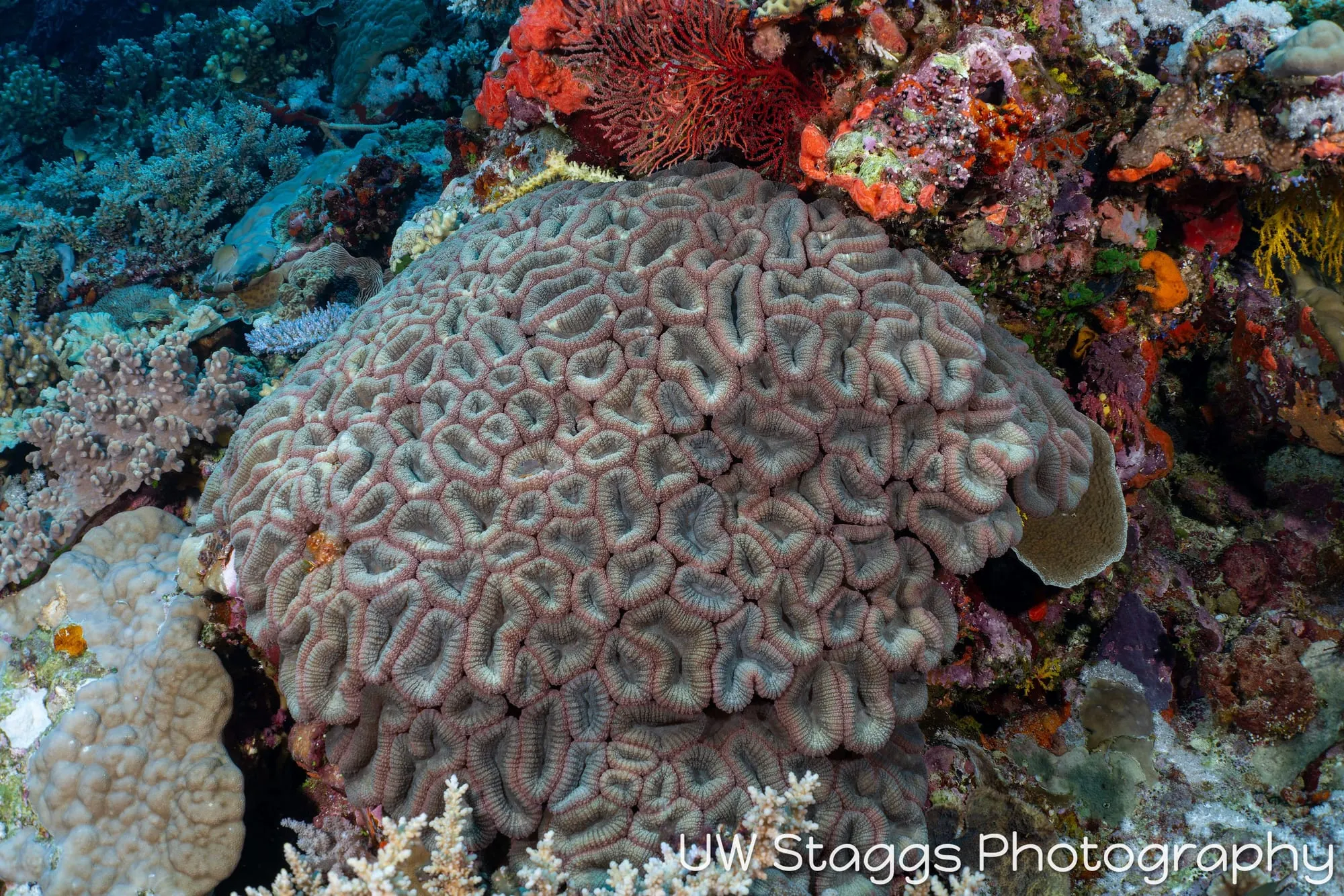 Coral Atoll — Bligh Waters, Fiji