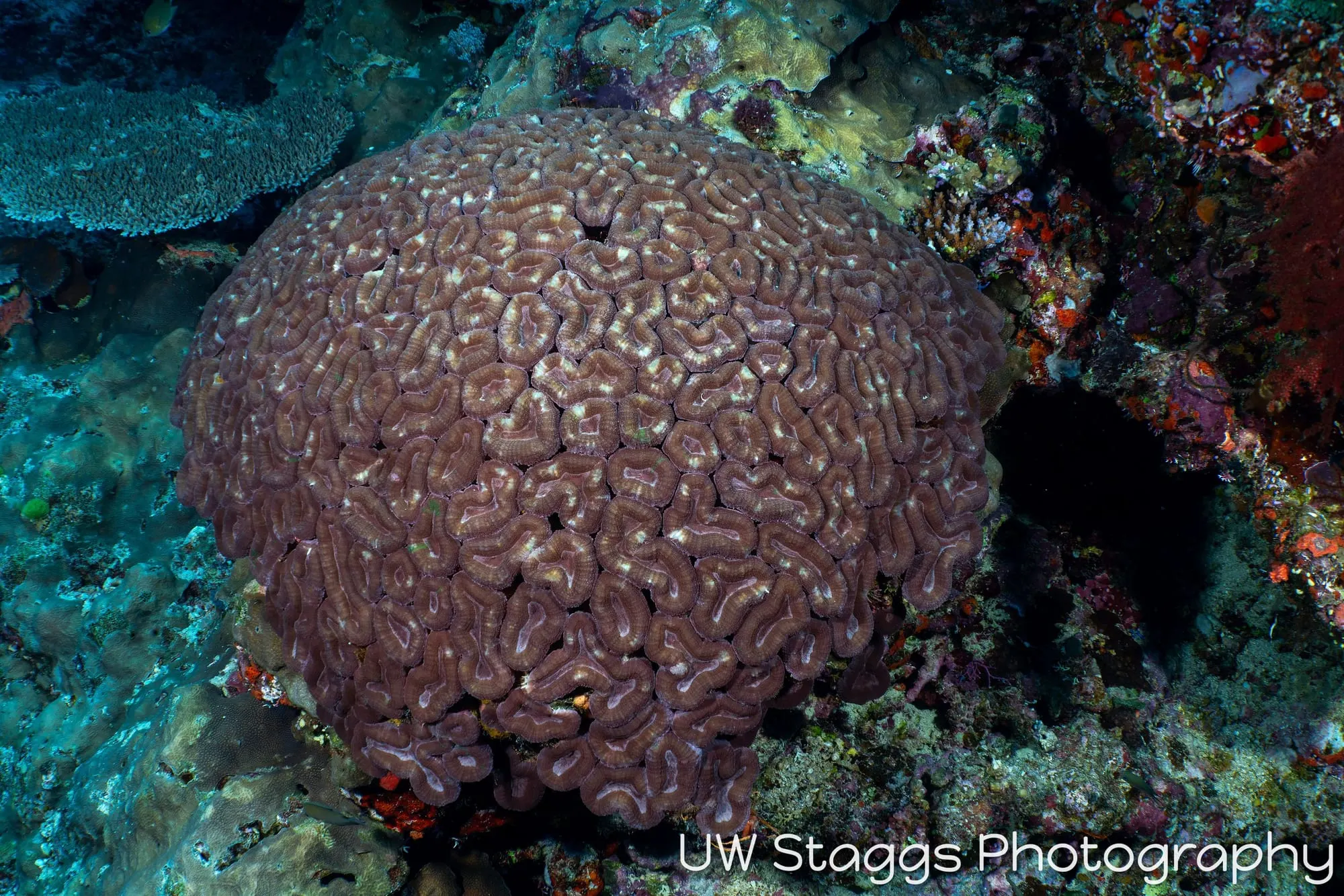 Reef Scene — Bligh Waters, Fiji