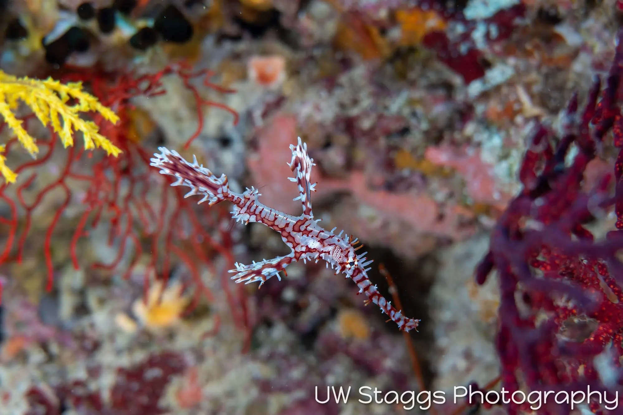 Seahorse — Bligh Waters, Fiji
