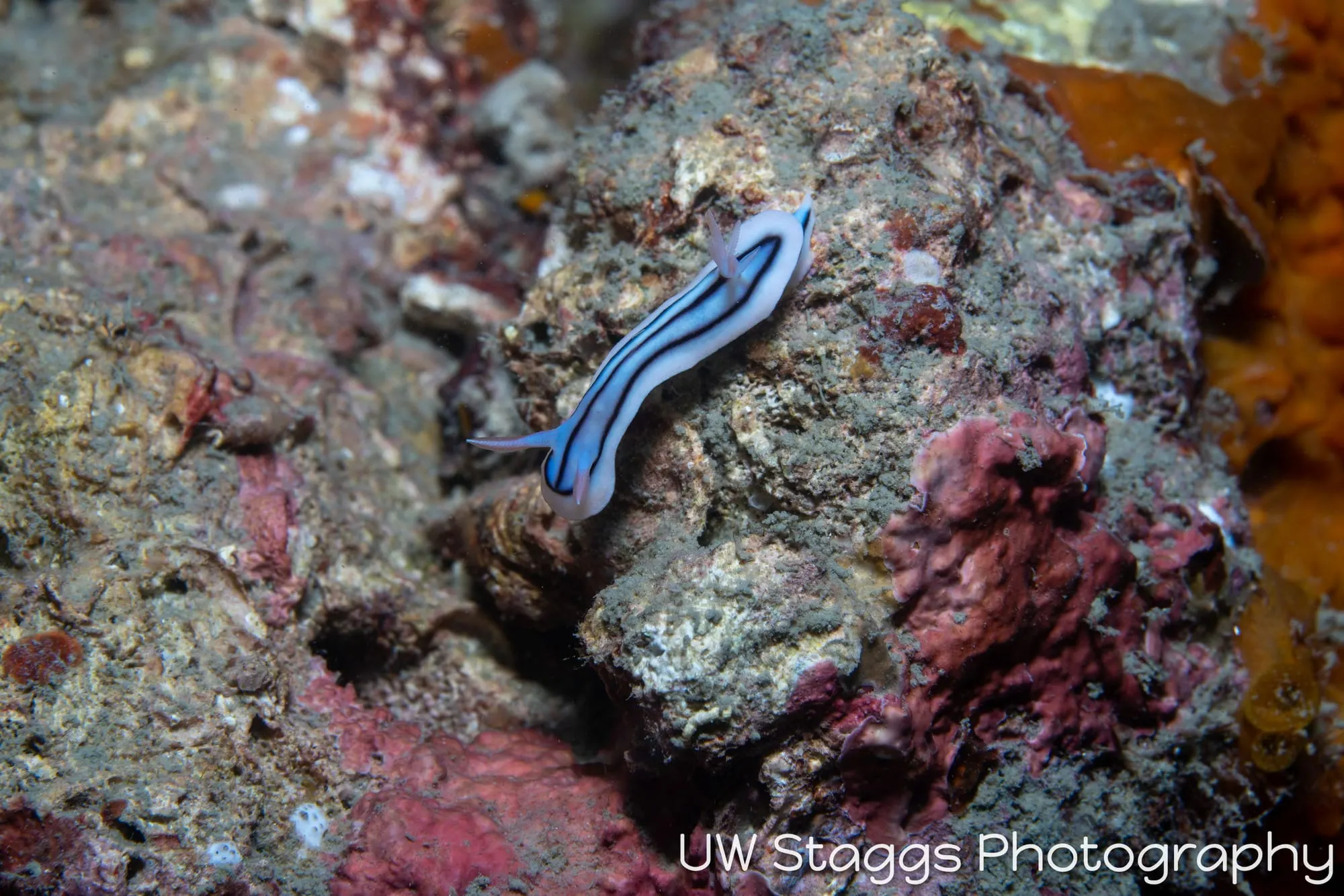 Reef Scene — Bligh Waters, Fiji