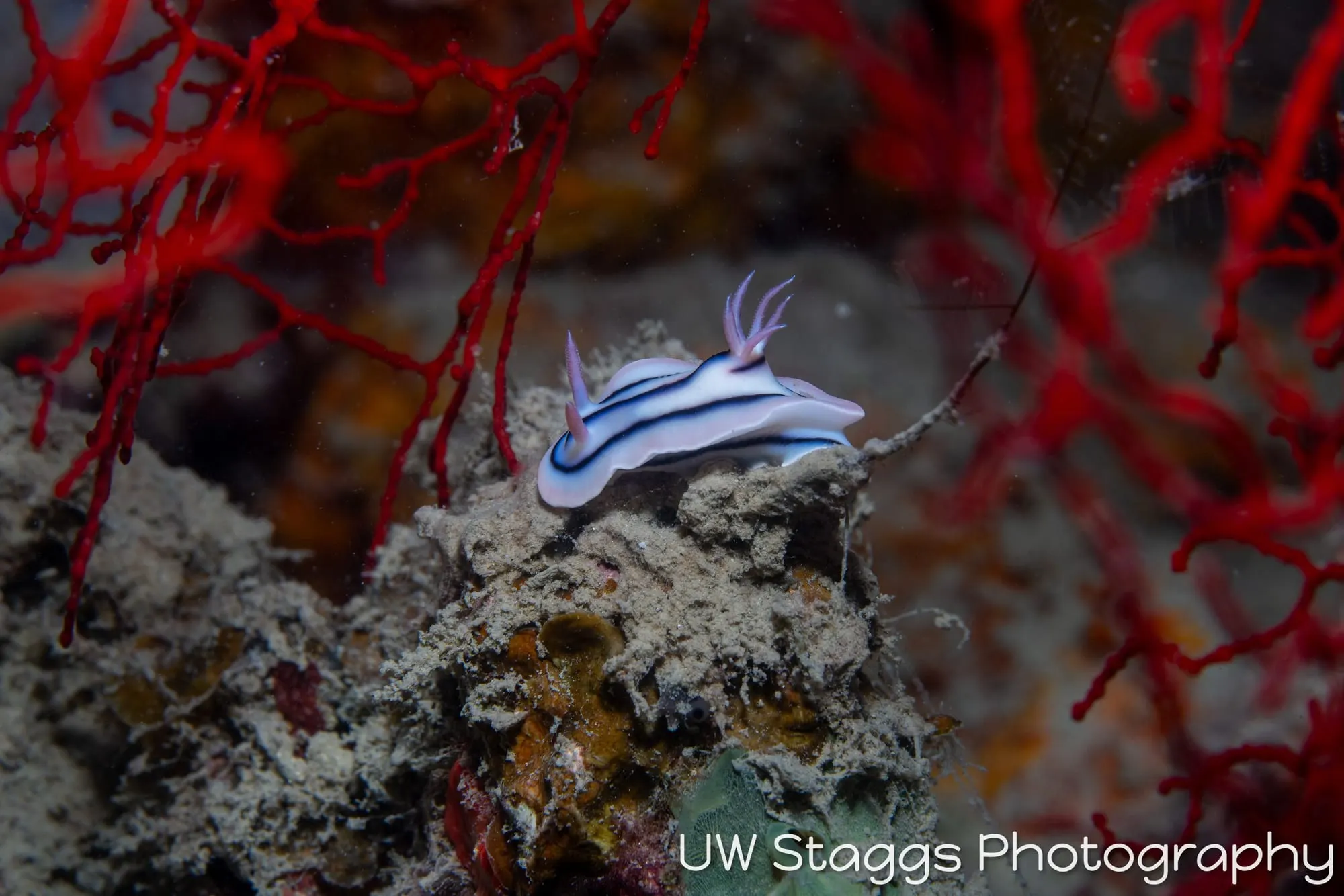 Reef Scene — Bligh Waters, Fiji