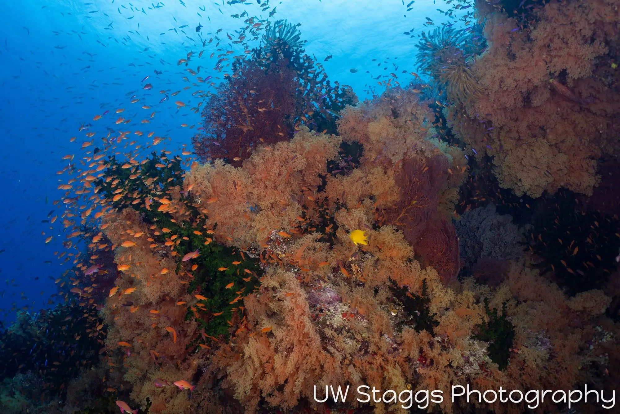 Coral Atoll — Bligh Waters, Fiji