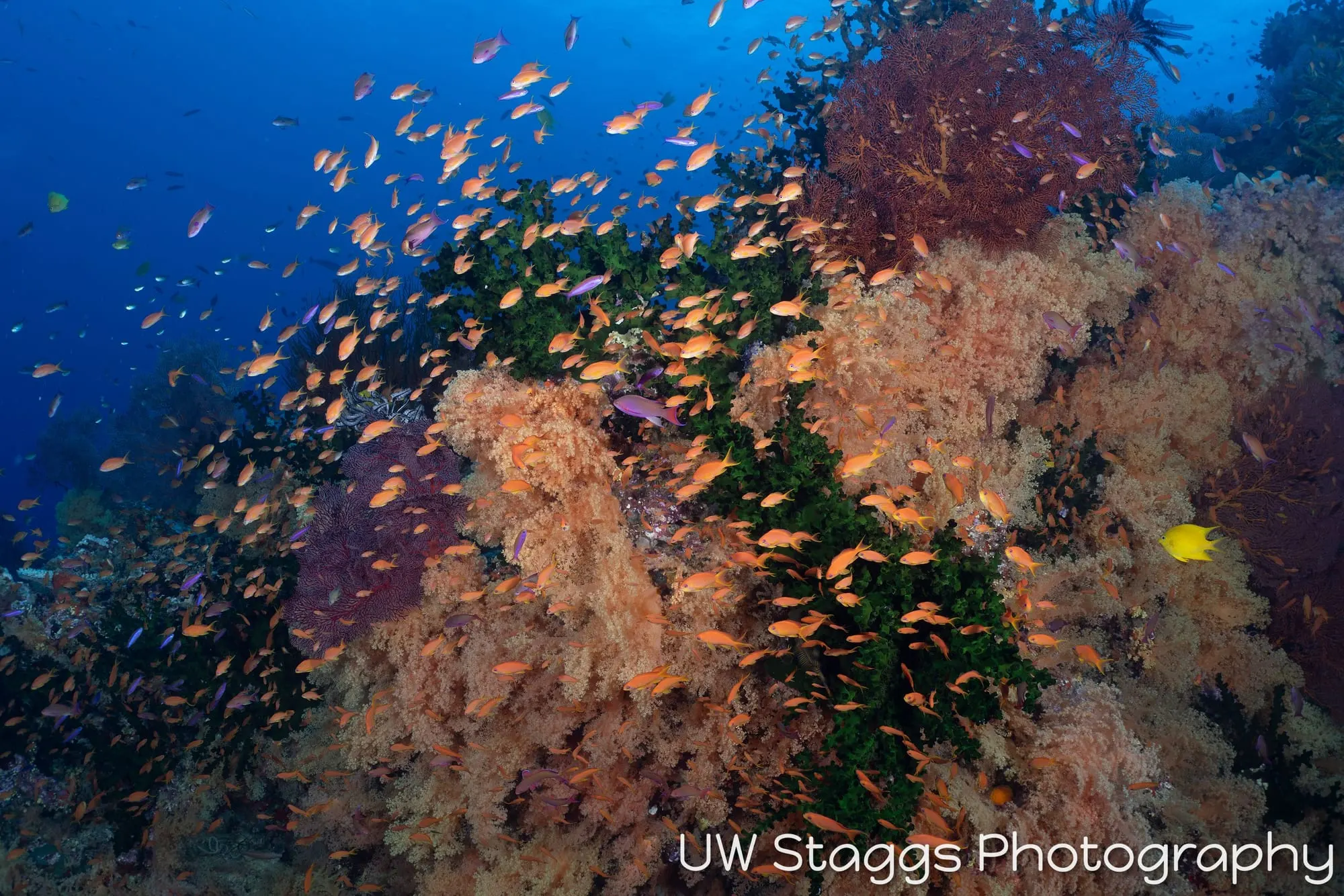 Coral Atoll — Bligh Waters, Fiji