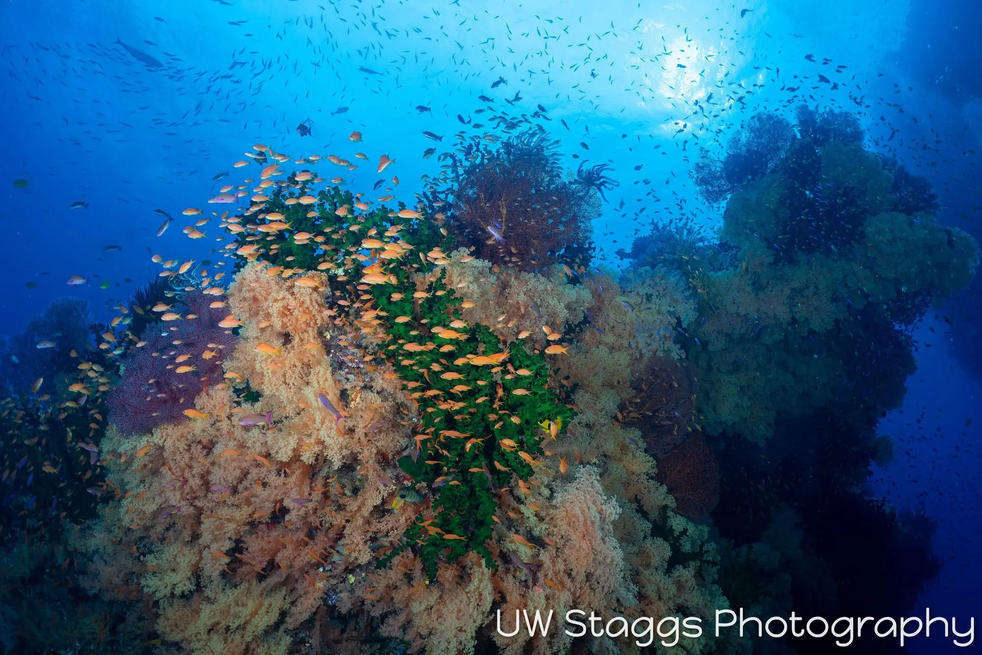 Coral Atoll — Bligh Waters, Fiji