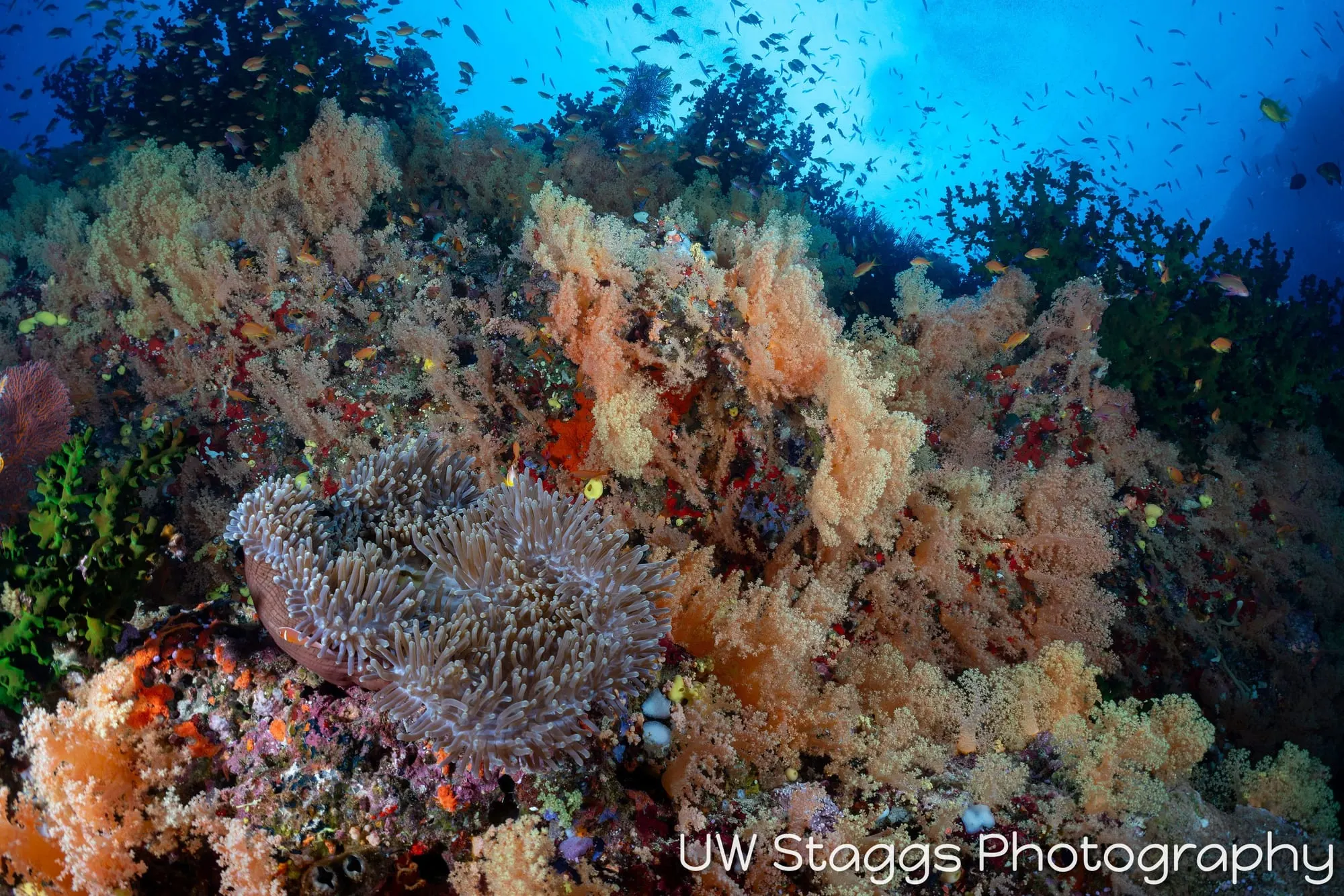 Coral Atoll — Bligh Waters, Fiji
