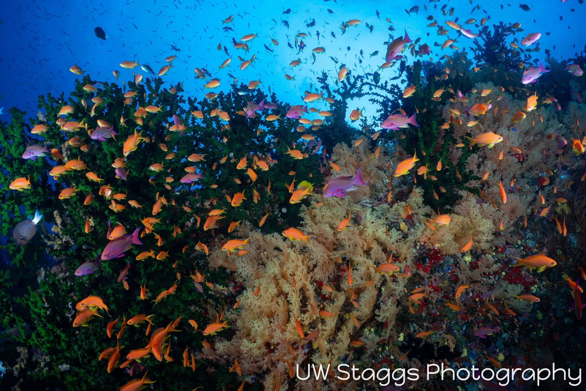 Coral Atoll — Bligh Waters, Fiji