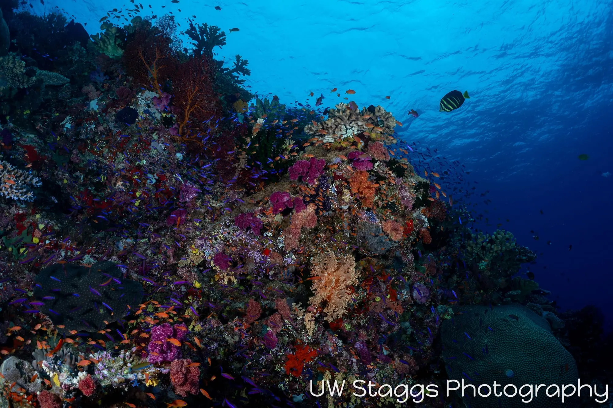 Coral Atoll — Bligh Waters, Fiji