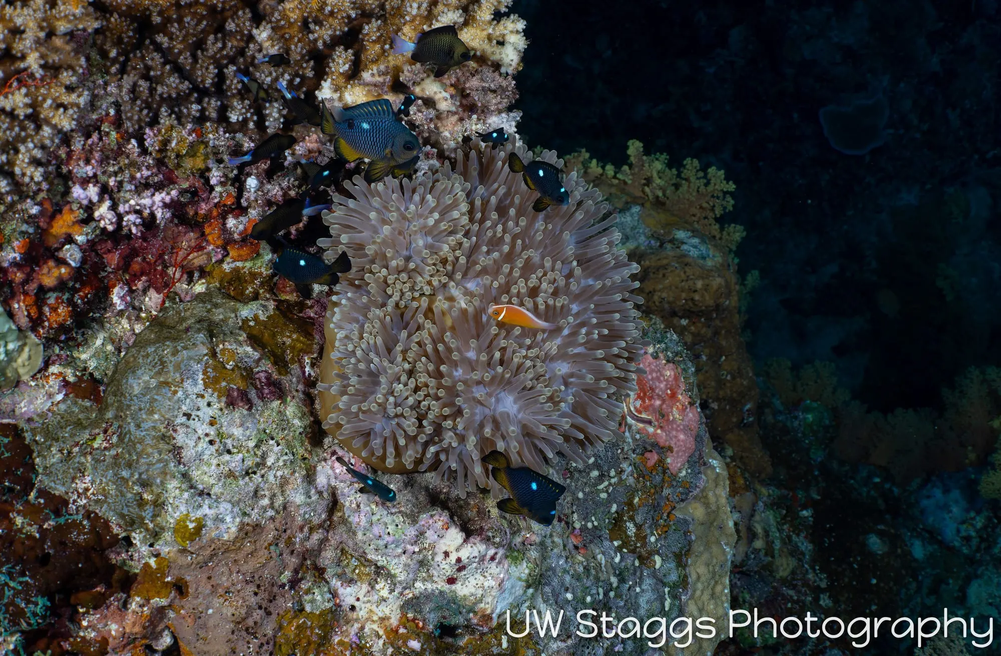 Coral Atoll — Bligh Waters, Fiji