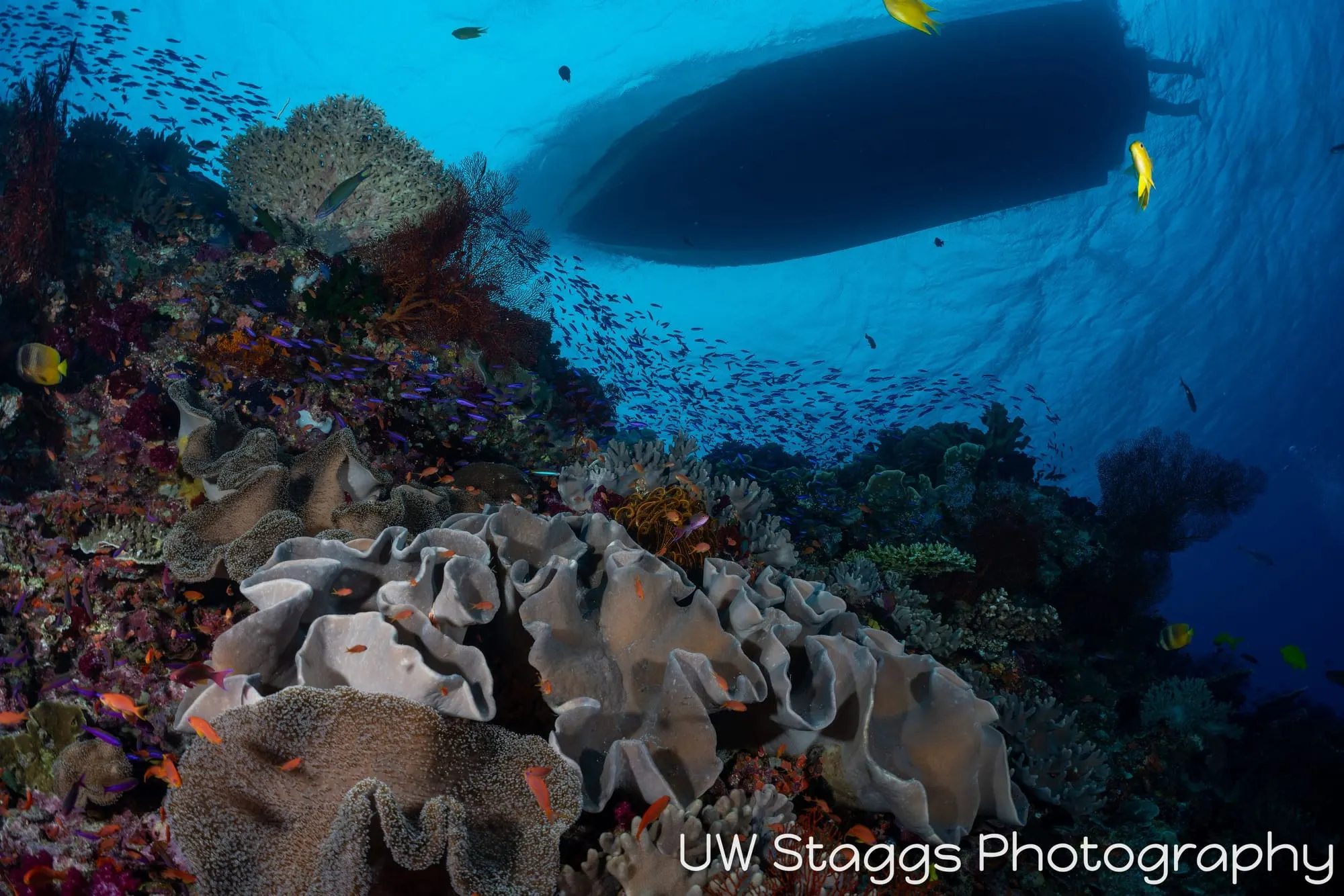 Coral Atoll — Bligh Waters, Fiji