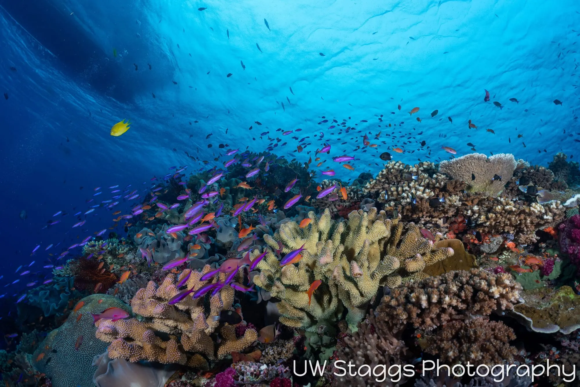 Coral Atoll — Bligh Waters, Fiji
