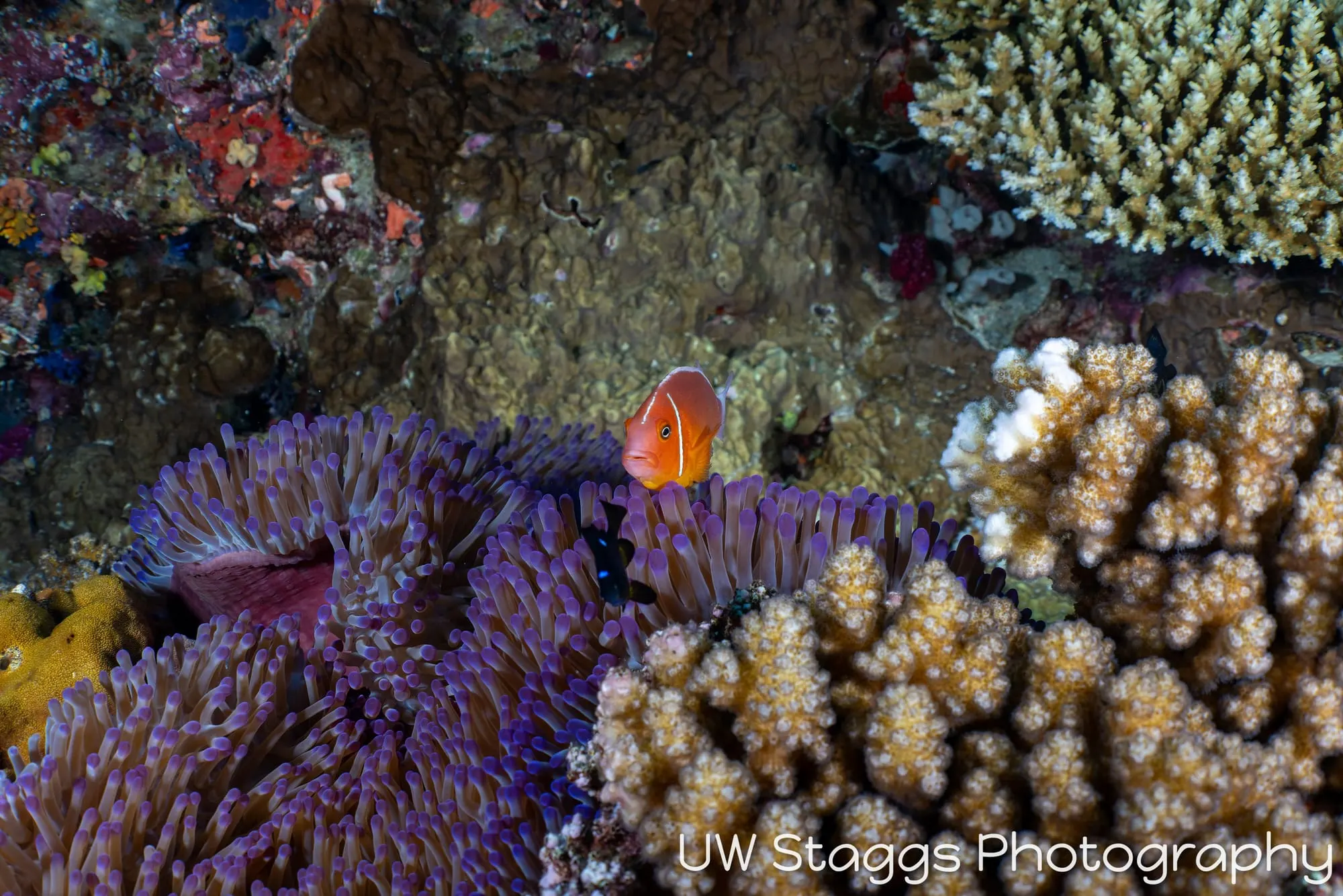 Coral Atoll — Bligh Waters, Fiji
