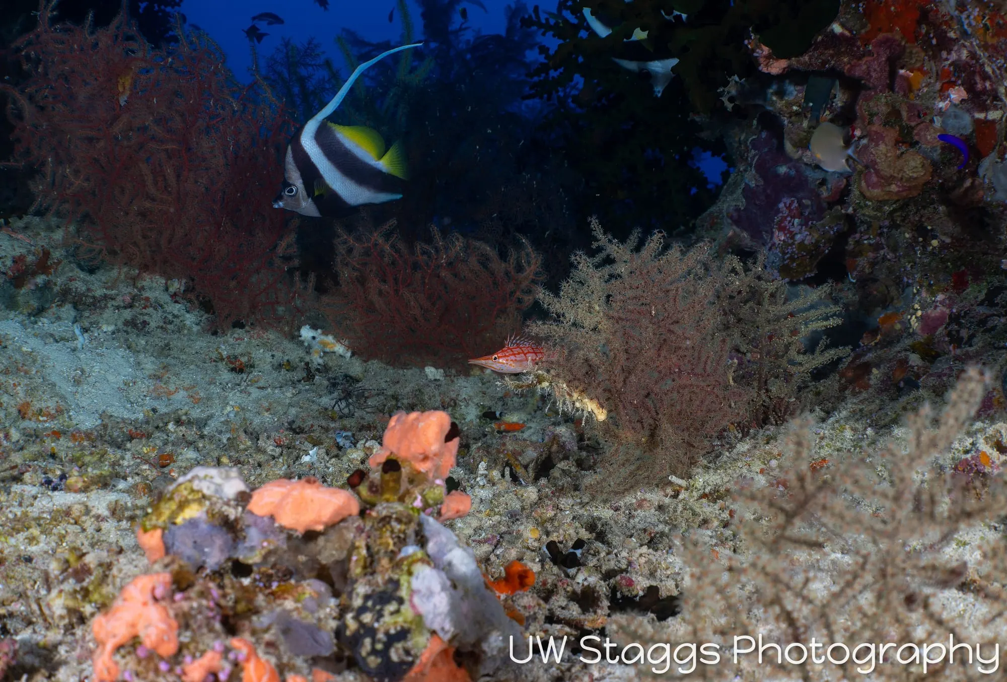Coral Atoll — Bligh Waters, Fiji