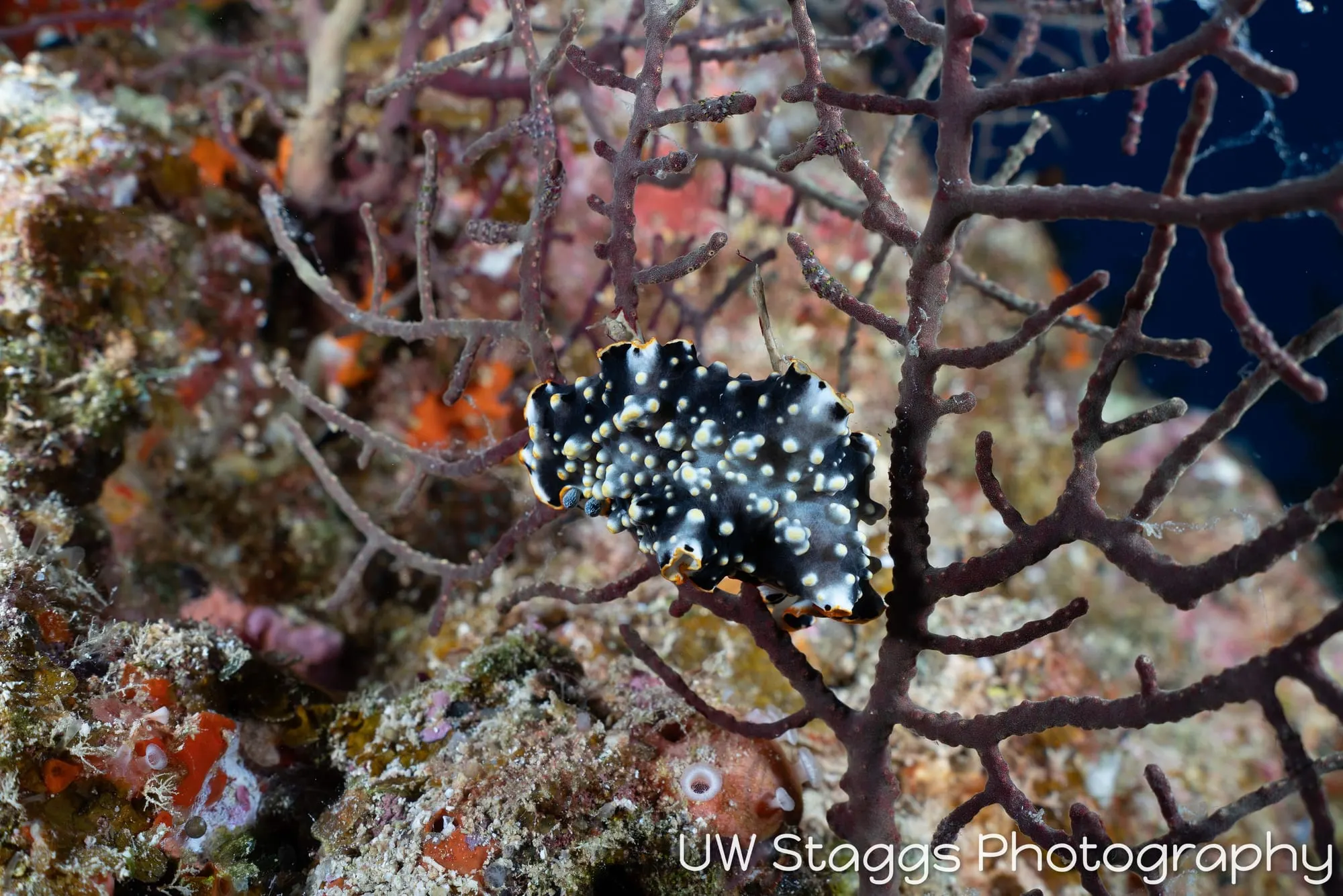 Tunicate — Bligh Waters, Fiji