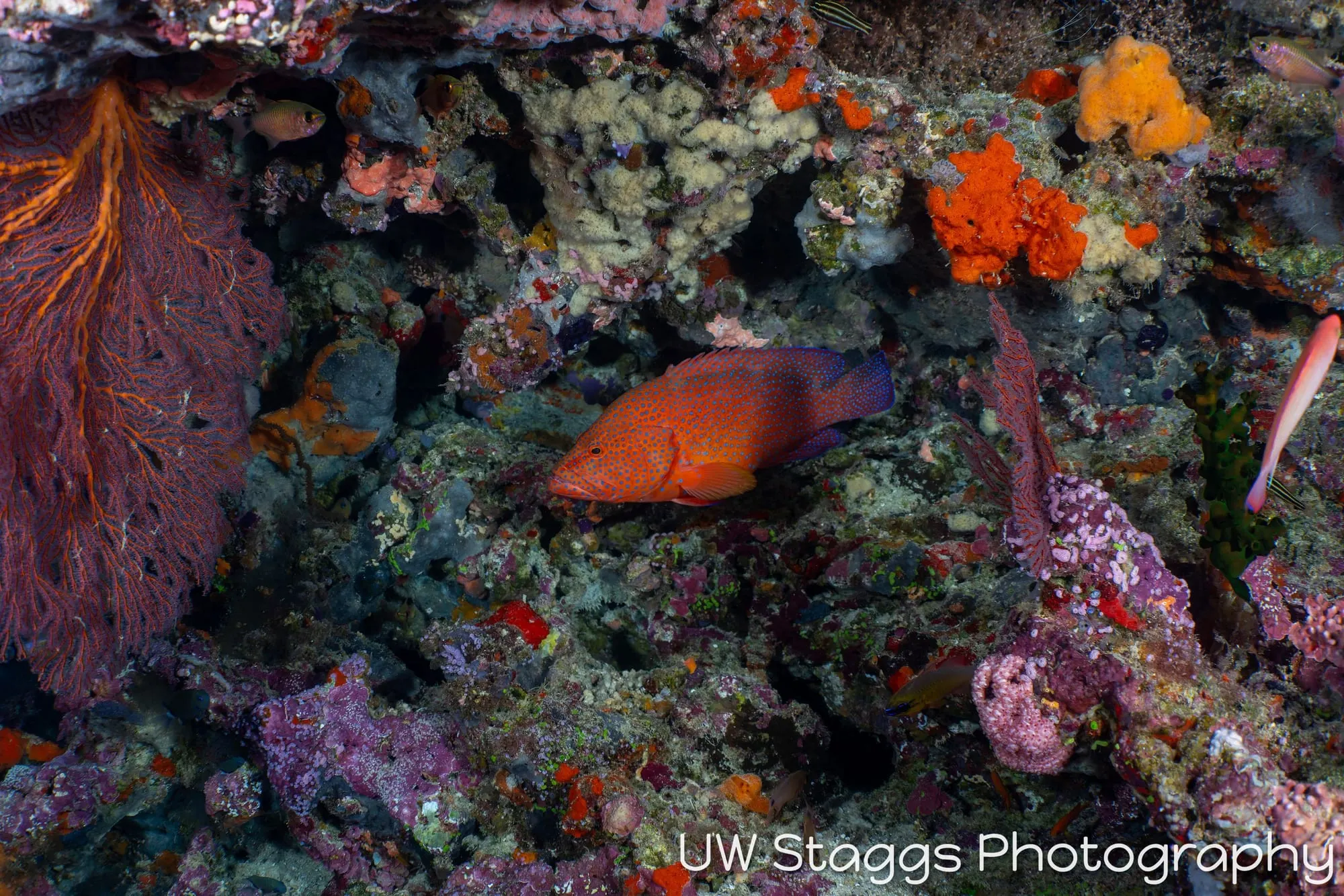 Coral Atoll — Bligh Waters, Fiji