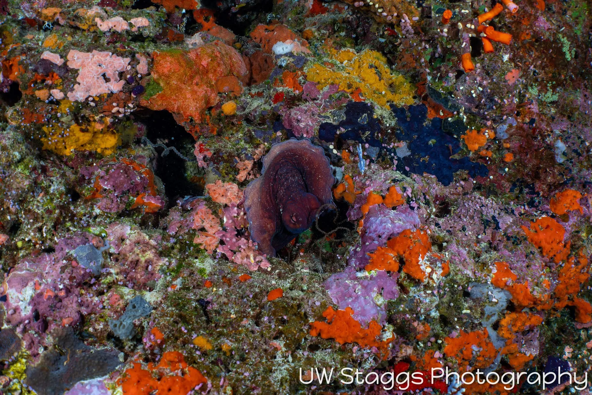 Tunicate — Bligh Waters, Fiji