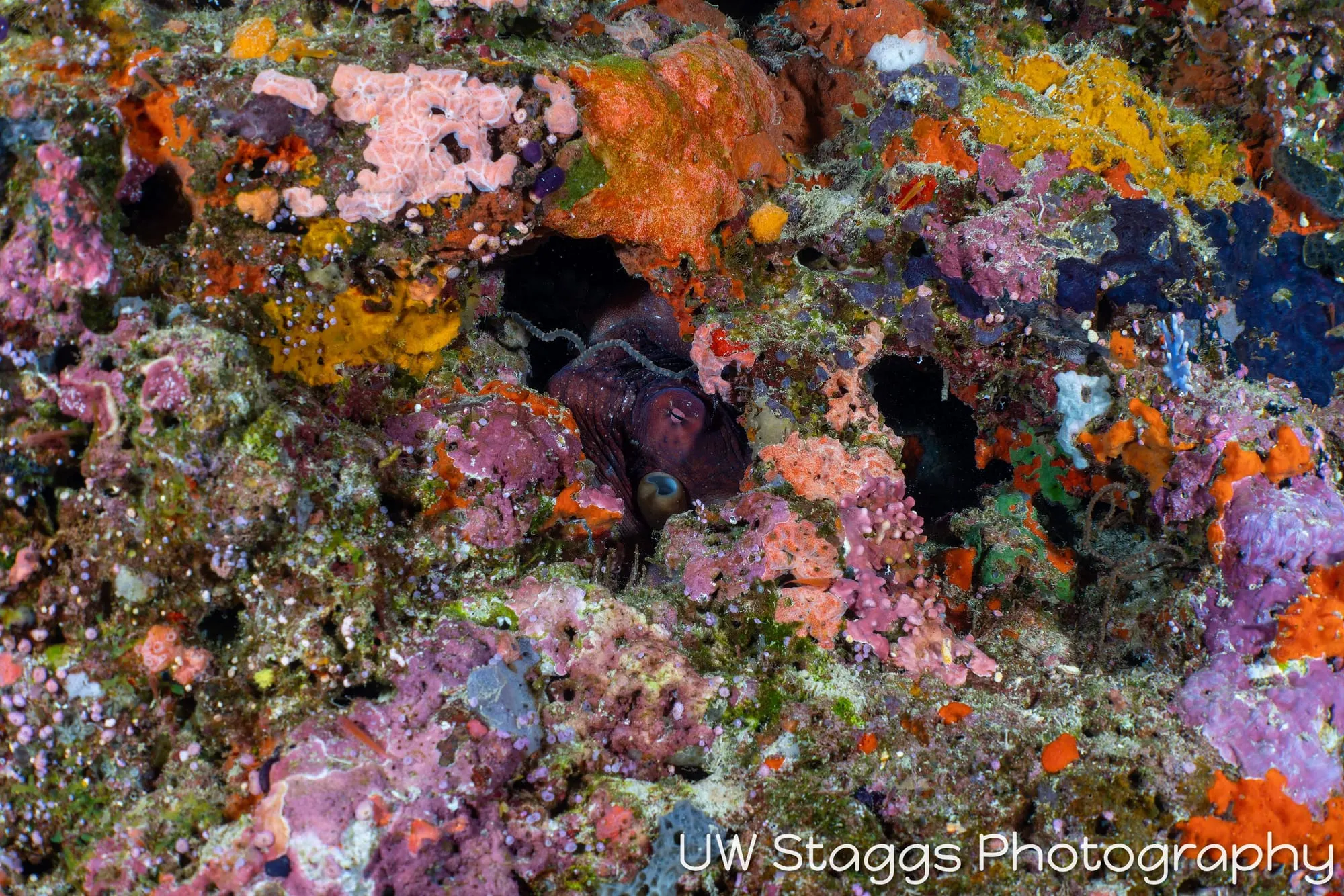 Octopus — Bligh Waters, Fiji