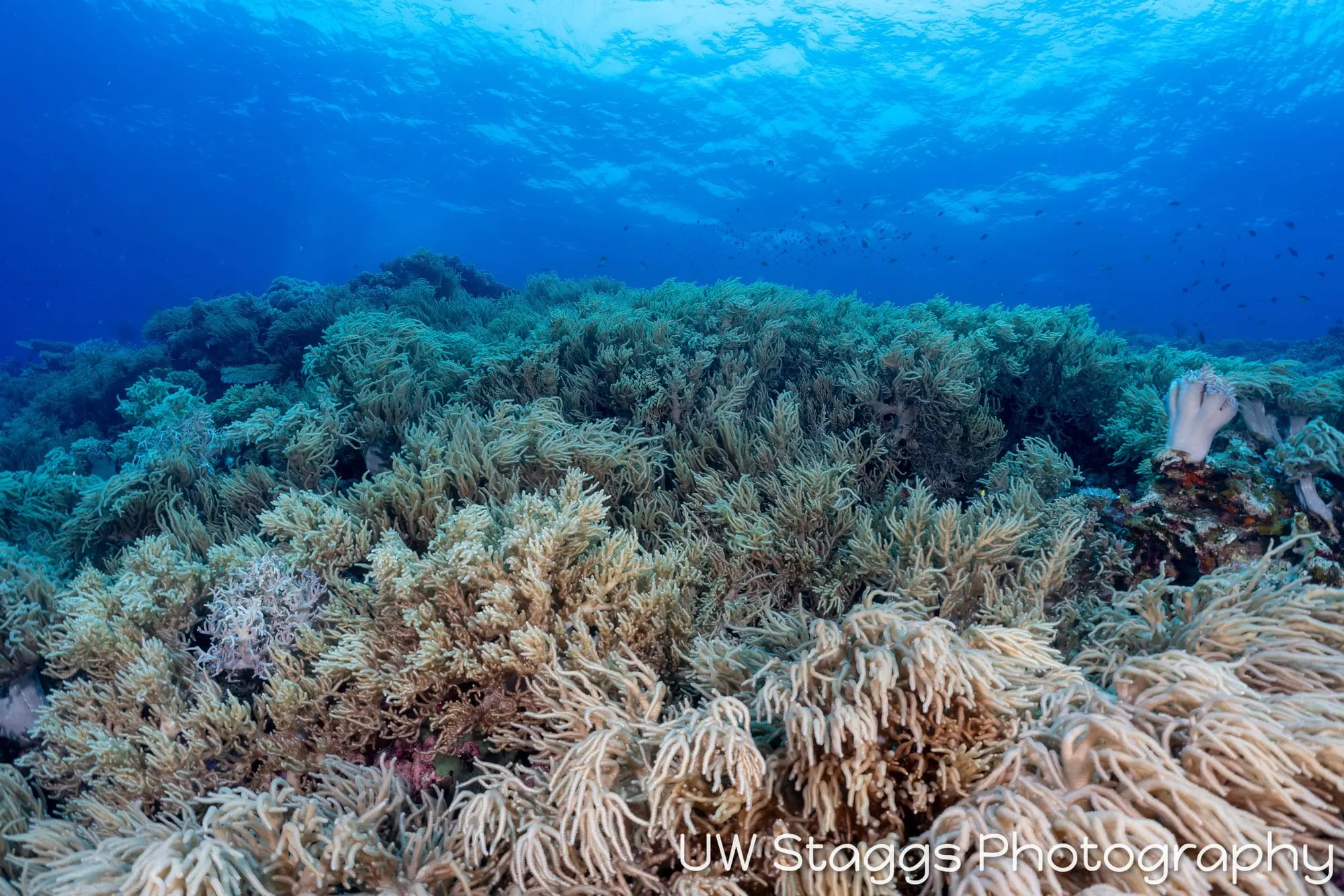 Coral Atoll — Bligh Waters, Fiji