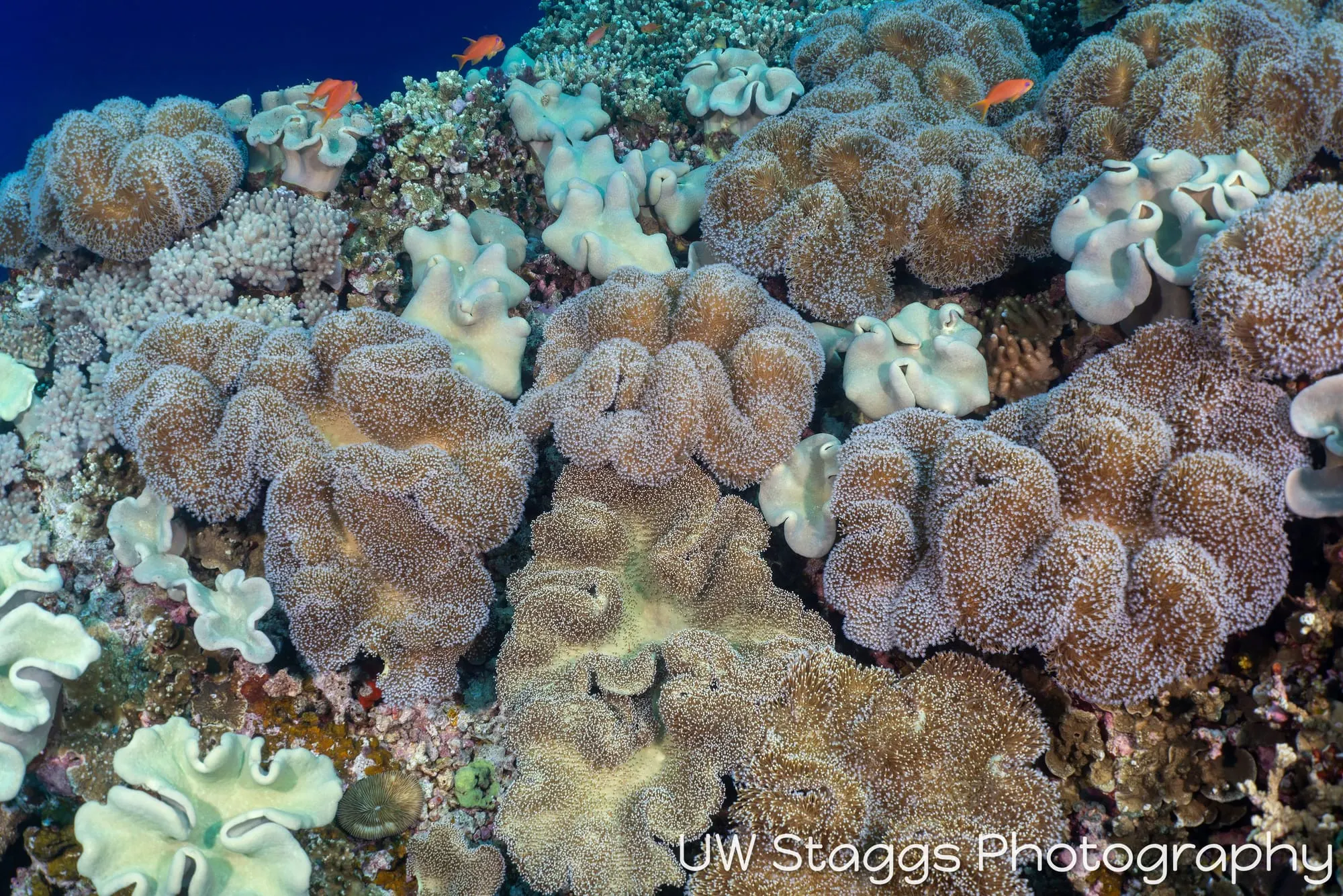 Coral Atoll — Bligh Waters, Fiji