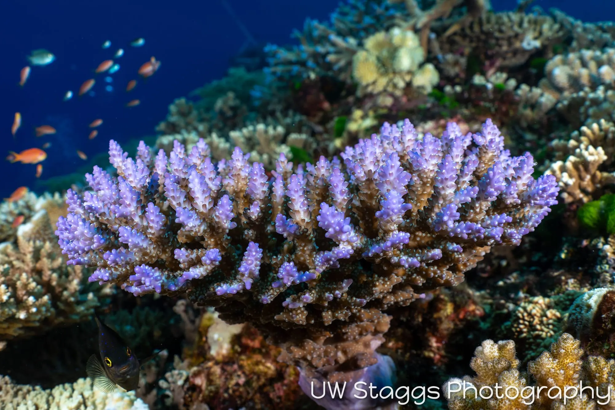 Coral Atoll — Bligh Waters, Fiji