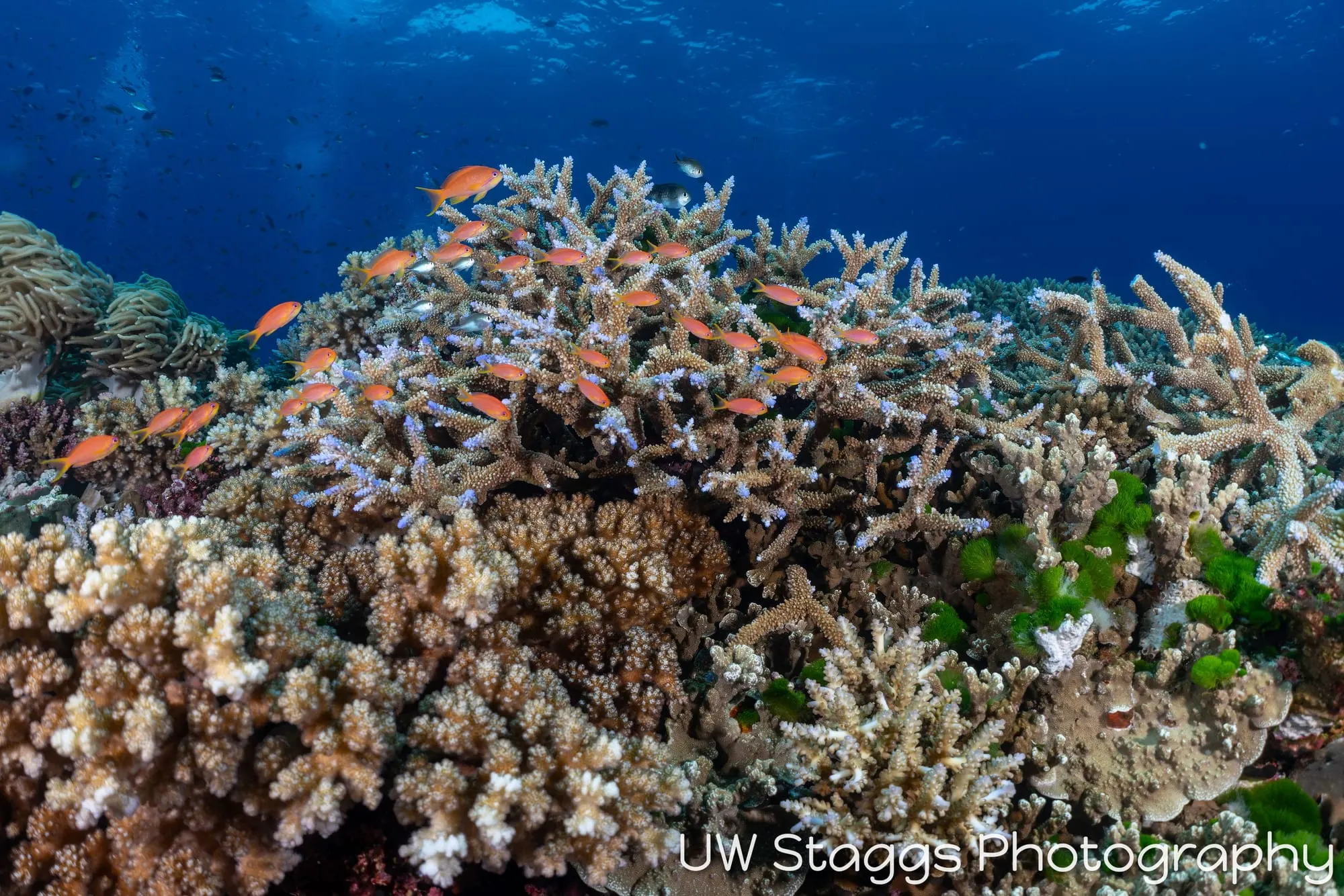 Coral Atoll — Bligh Waters, Fiji