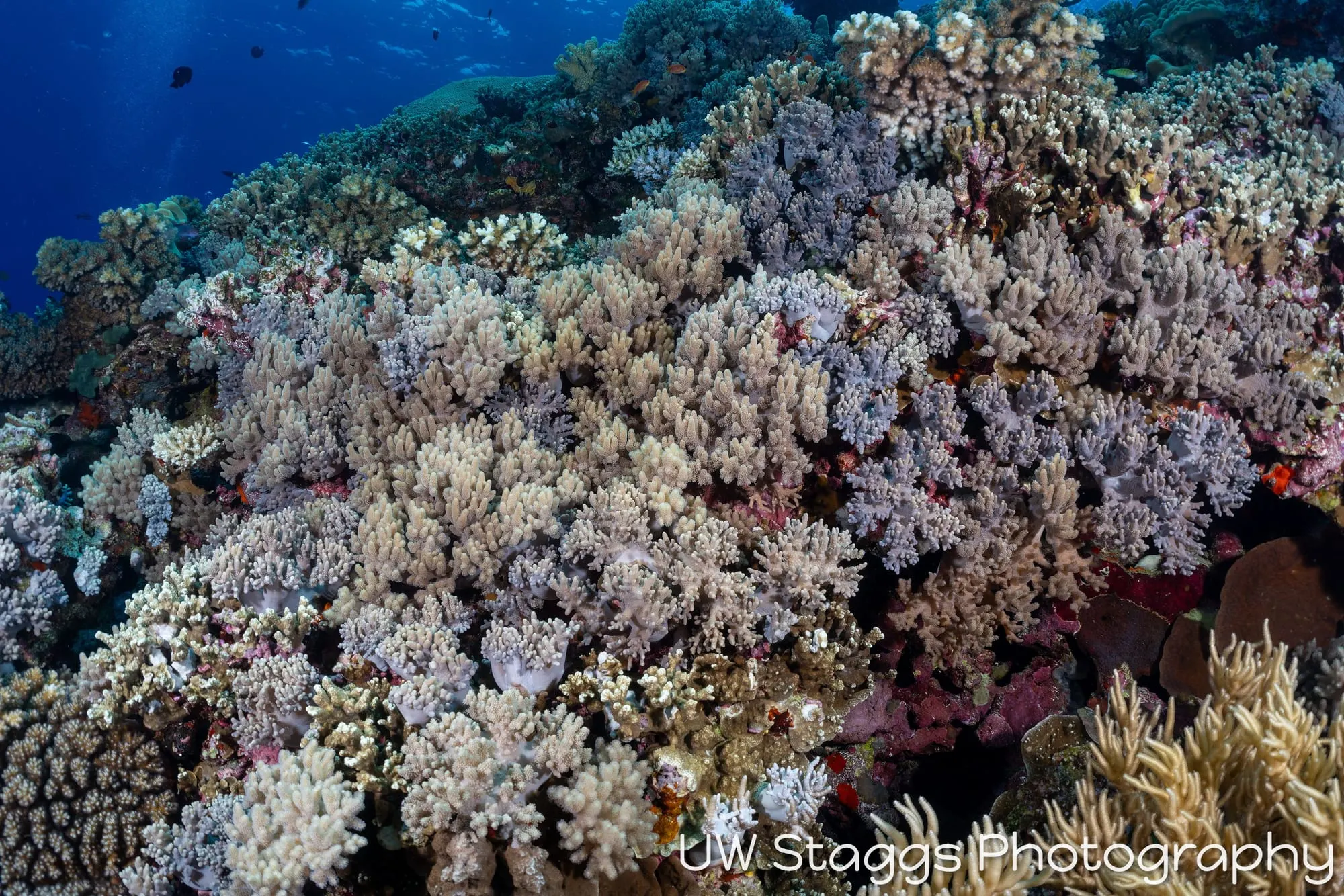 Coral Atoll — Bligh Waters, Fiji