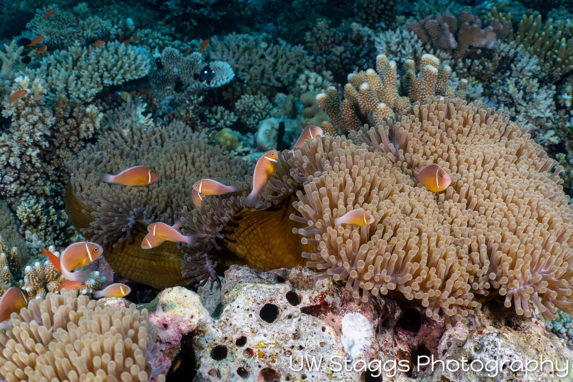 Coral Atoll — Bligh Waters, Fiji