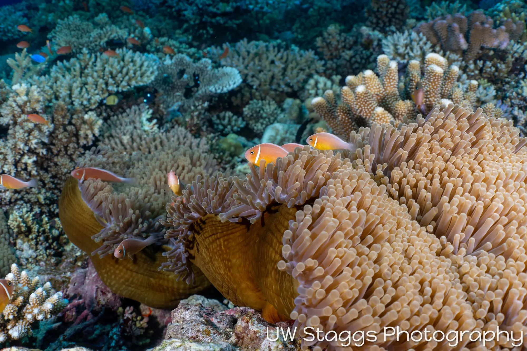 Coral Atoll — Bligh Waters, Fiji