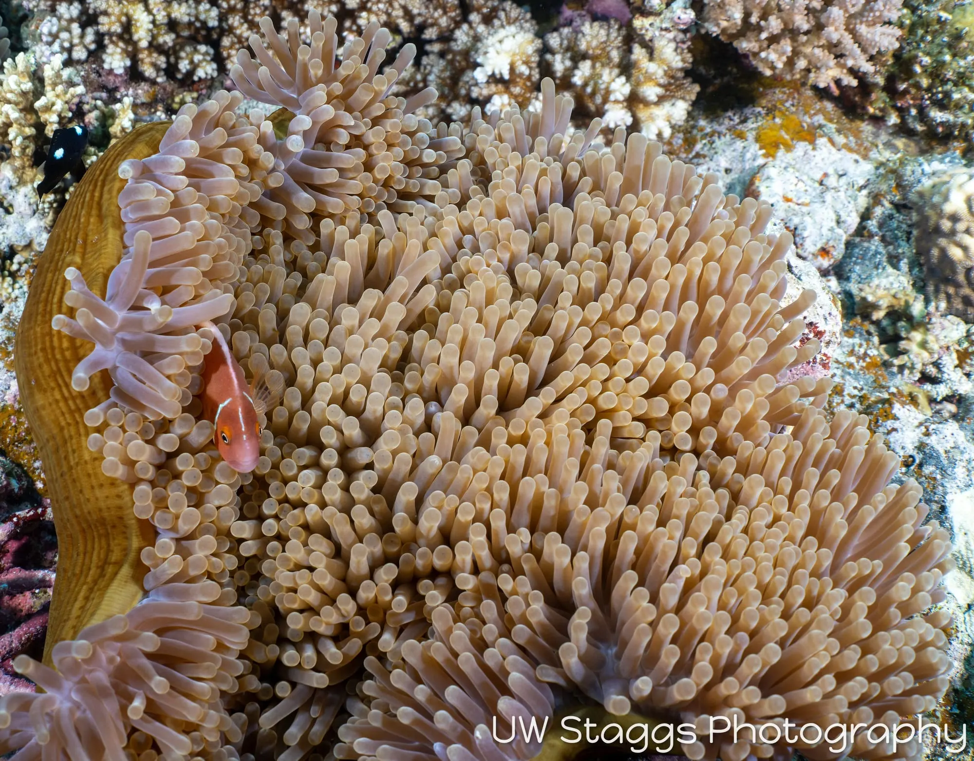 Coral Atoll — Bligh Waters, Fiji