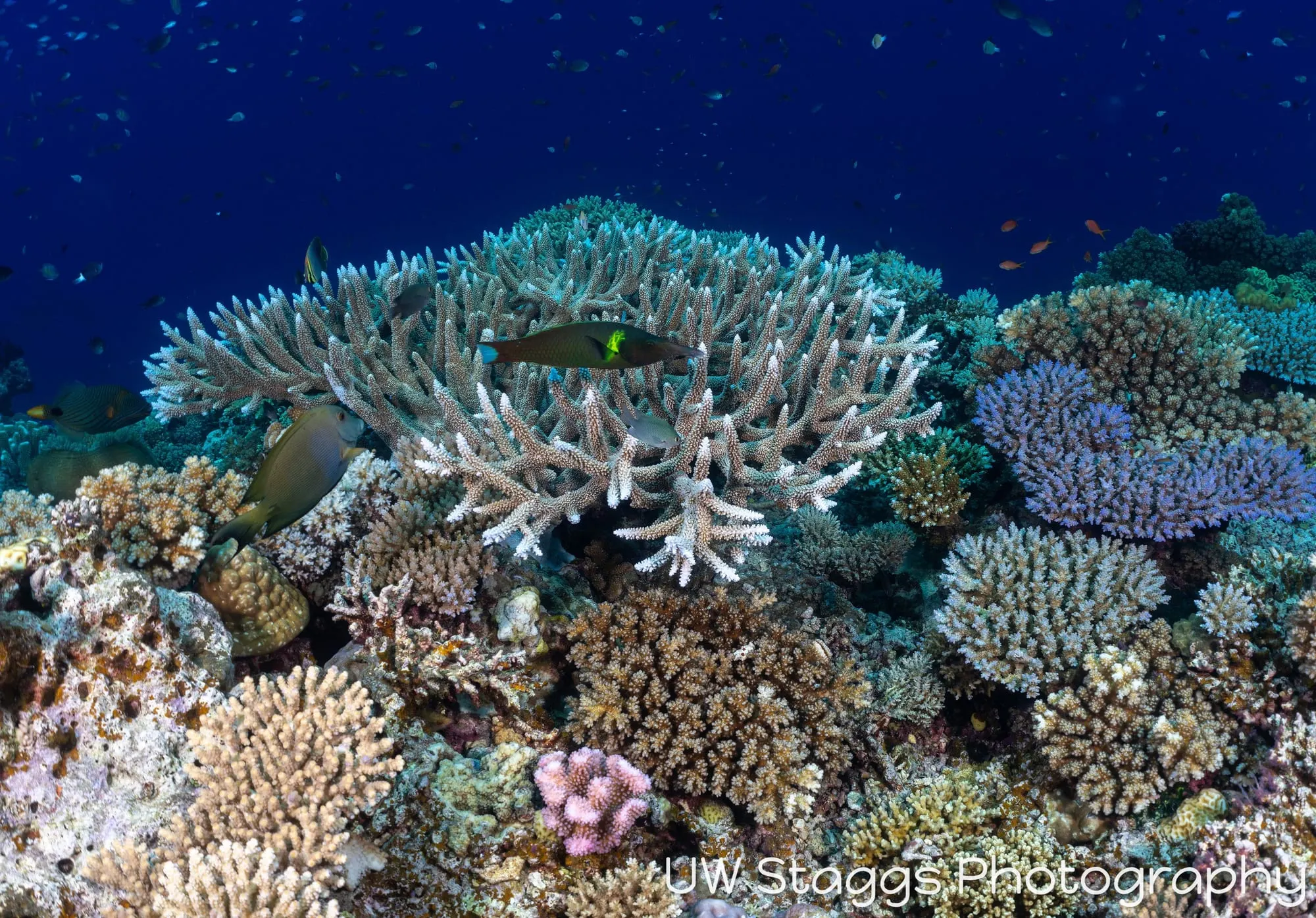 Coral Atoll — Bligh Waters, Fiji