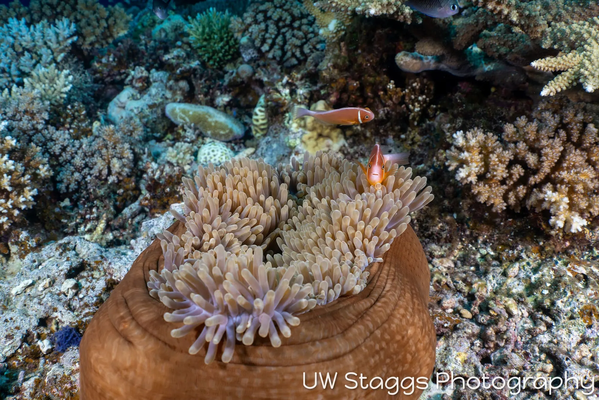 Coral Atoll — Bligh Waters, Fiji