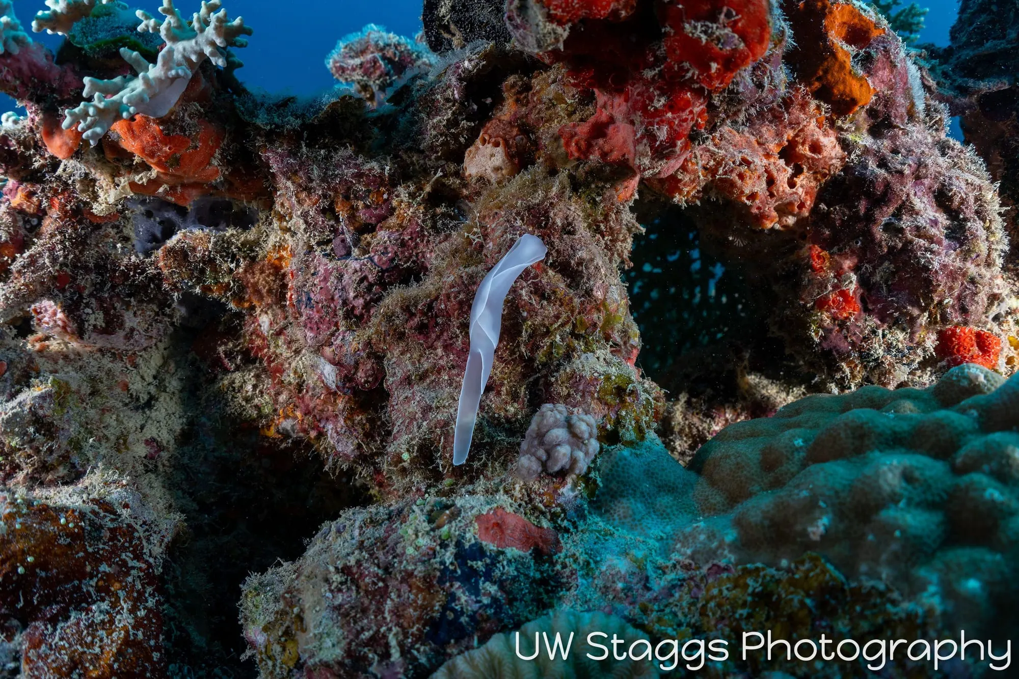 Tunicate — Bligh Waters, Fiji