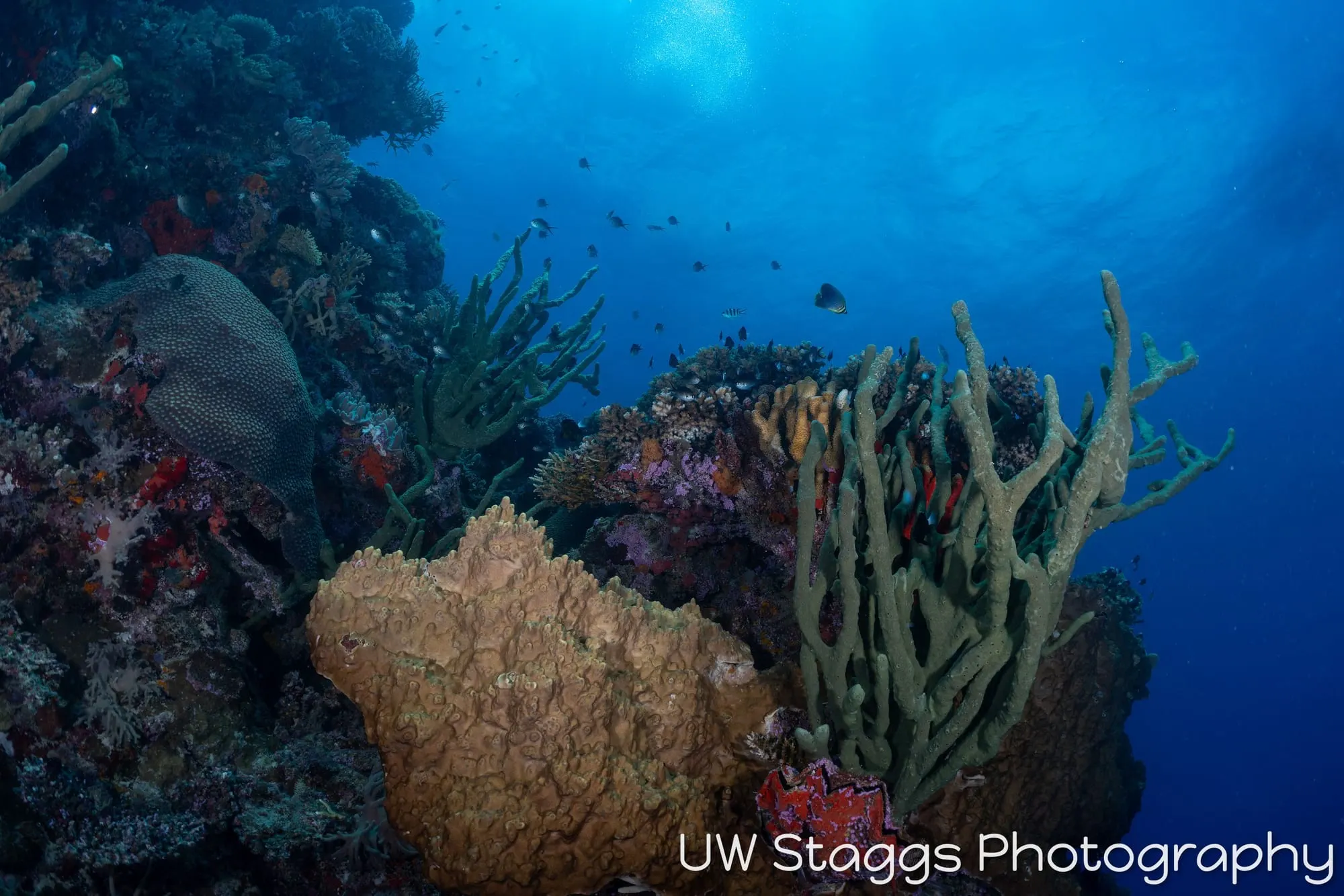 Coral Atoll — Bligh Waters, Fiji
