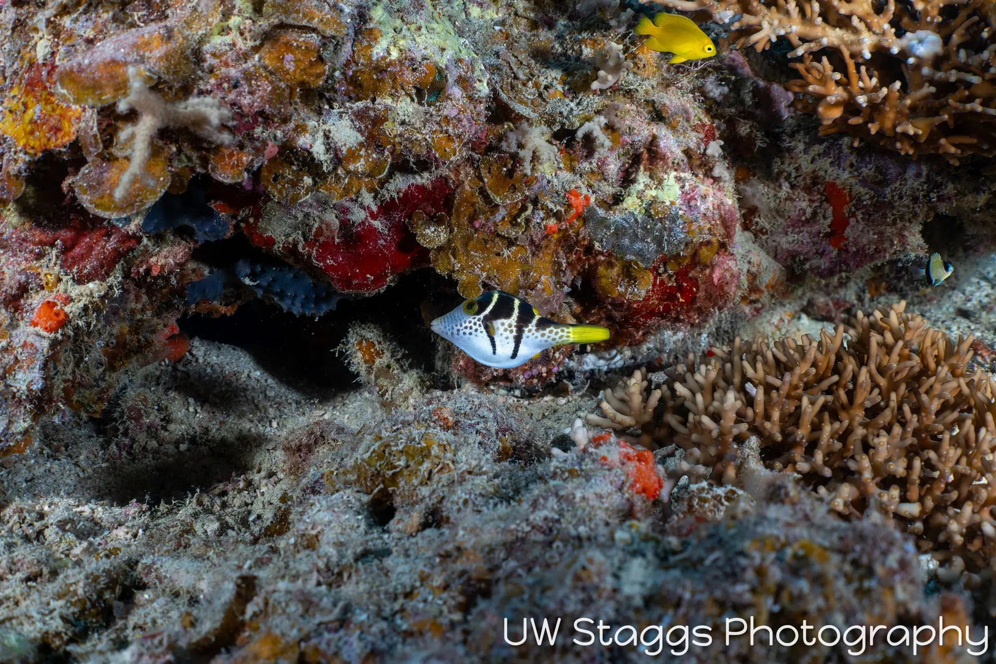 Coral Atoll — Bligh Waters, Fiji