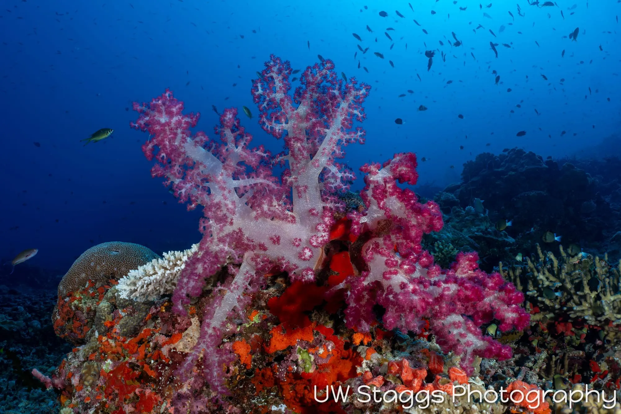 Coral Atoll — Bligh Waters, Fiji